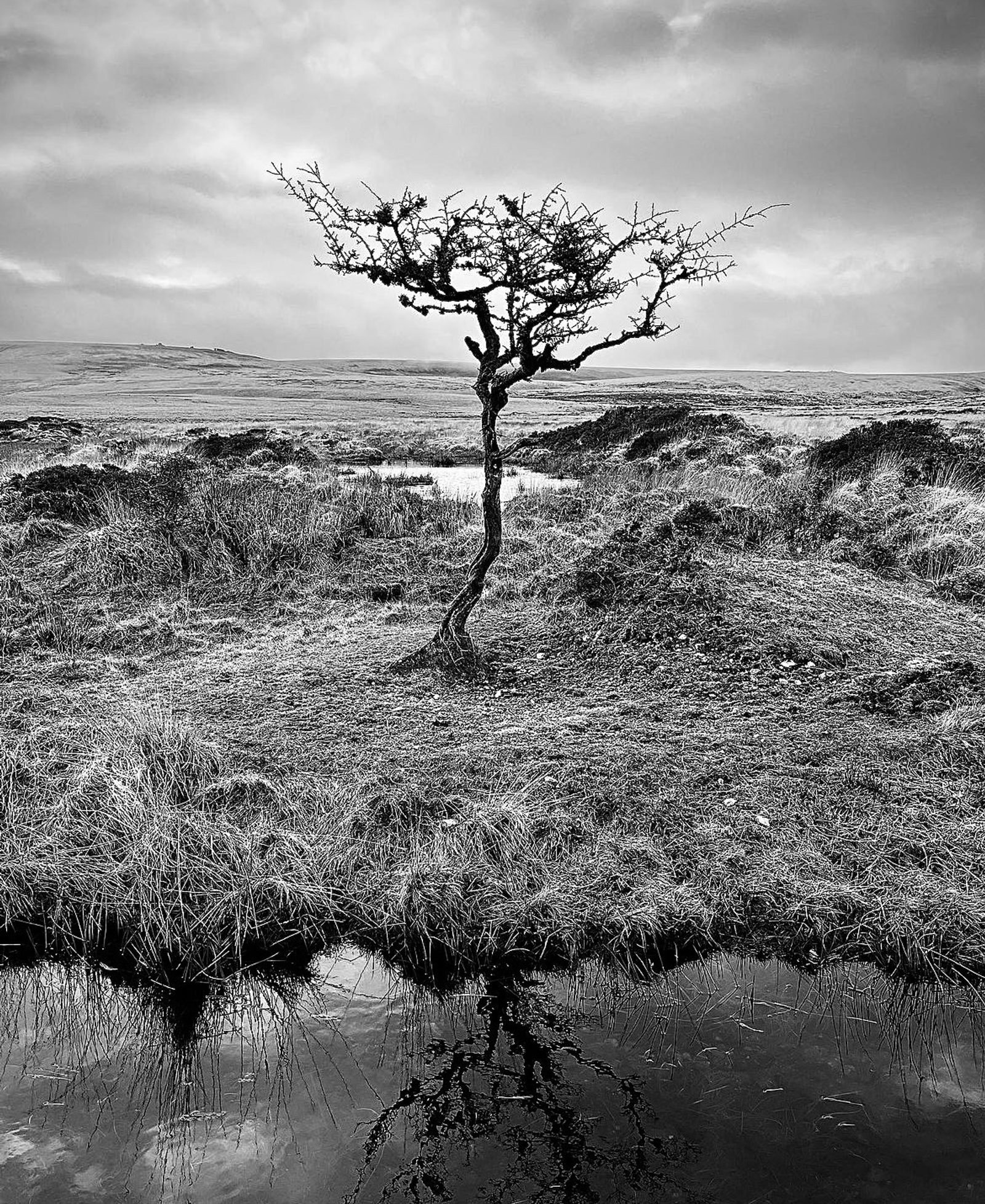 A solitary, leafless tree stands in a barren landscape, its gnarled branches reaching out under a cloudy sky. The scene is reflected in the pool of water beneath it, surrounded by sparse, dry grasses and shrubs. The overall atmosphere is desolate and contemplative.