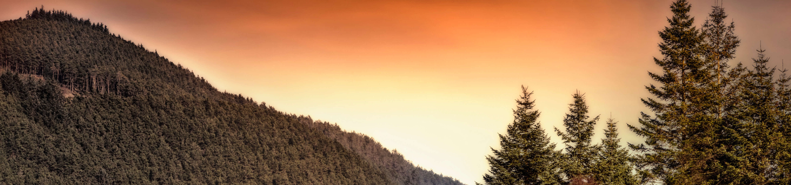 A scenic view of a forested mountain with tall evergreen trees in the foreground. The sky is illuminated with a warm orange and yellow gradient, suggesting either sunrise or sunset. The landscape has a serene and peaceful atmosphere.