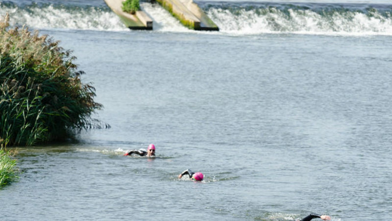 Three swimmers wearing pink caps and wetsuits swim in a river towards a small waterfall. Tall grass grows on the riverbank to the left, and the waterfall creates turbulent water in the background.