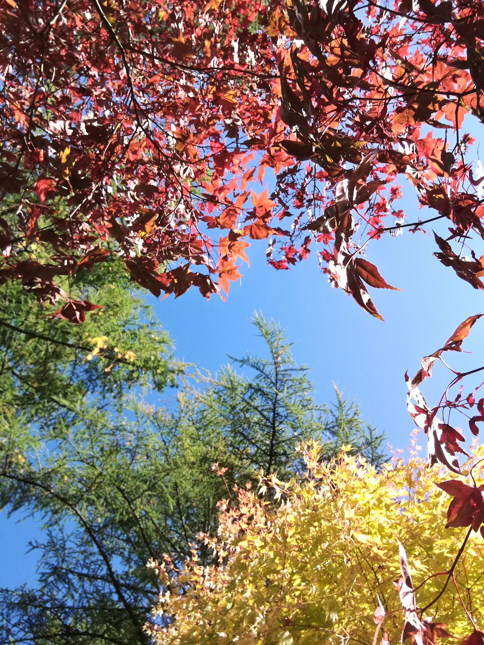 The photo captures vivid autumn foliage with red, orange, and yellow leaves on the trees, set against a bright blue sky. Some green pine needles are also visible, contrasting with the warm colors of the leaves. The perspective is looking straight up.