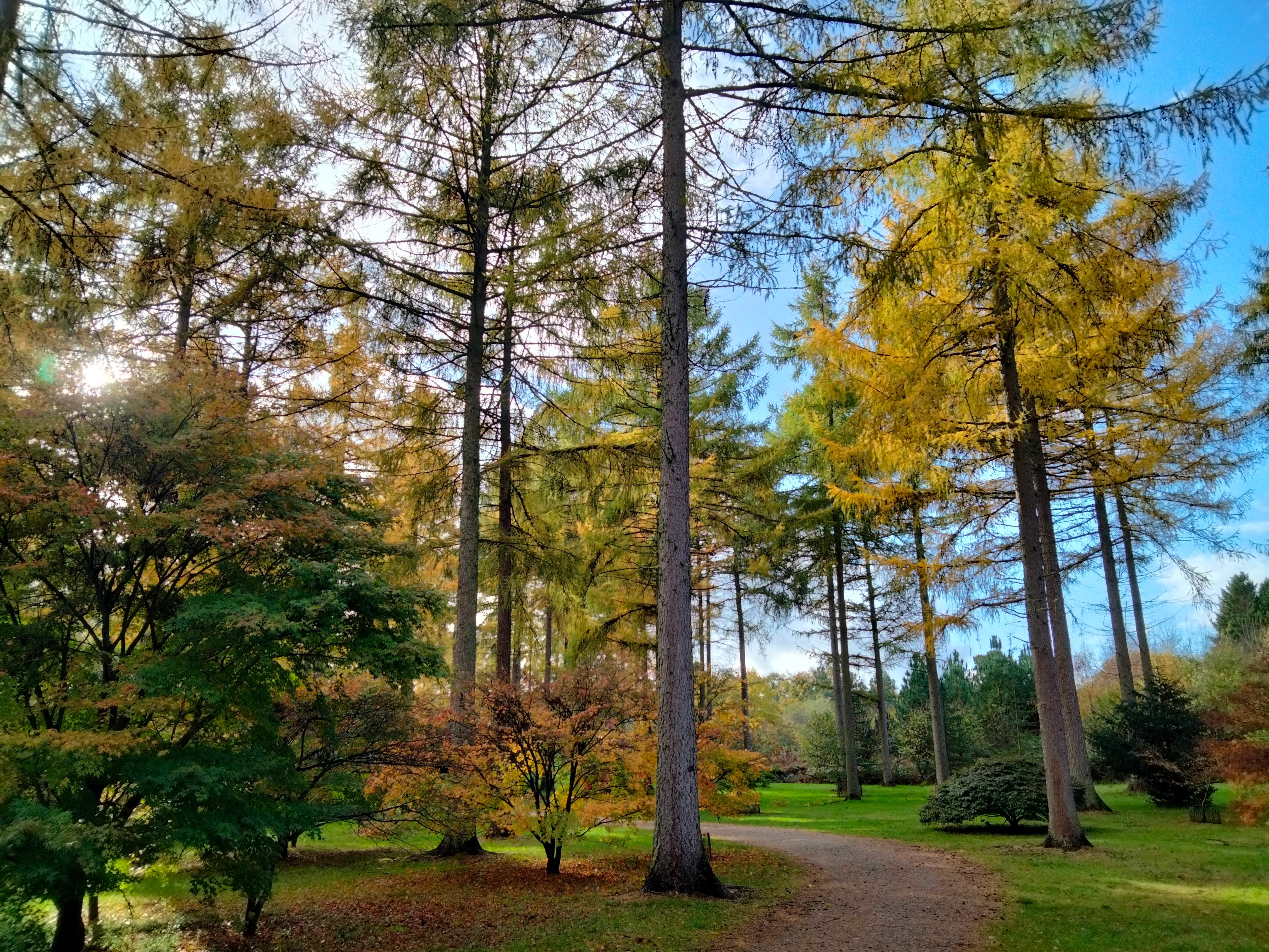 A serene park scene with a winding gravel path through tall trees with yellowing leaves, indicating autumn. Sunlight filters through the branches, casting dappled shadows on the grass. Bright green foliage contrasts with the warm autumn hues.