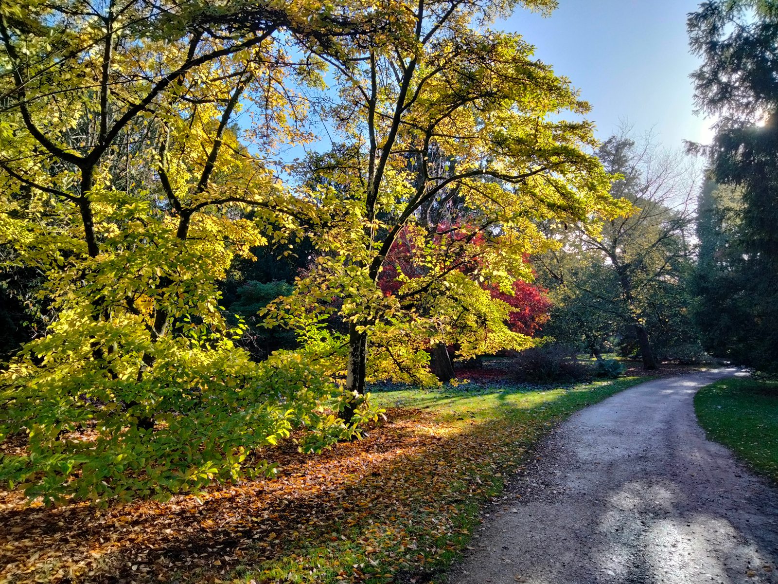 A sunlight-dappled path winds through a serene park lined with trees in autumn. Leaves in shades of green, yellow, and orange create a colorful canopy. The clear blue sky adds to the tranquil, vibrant scene.