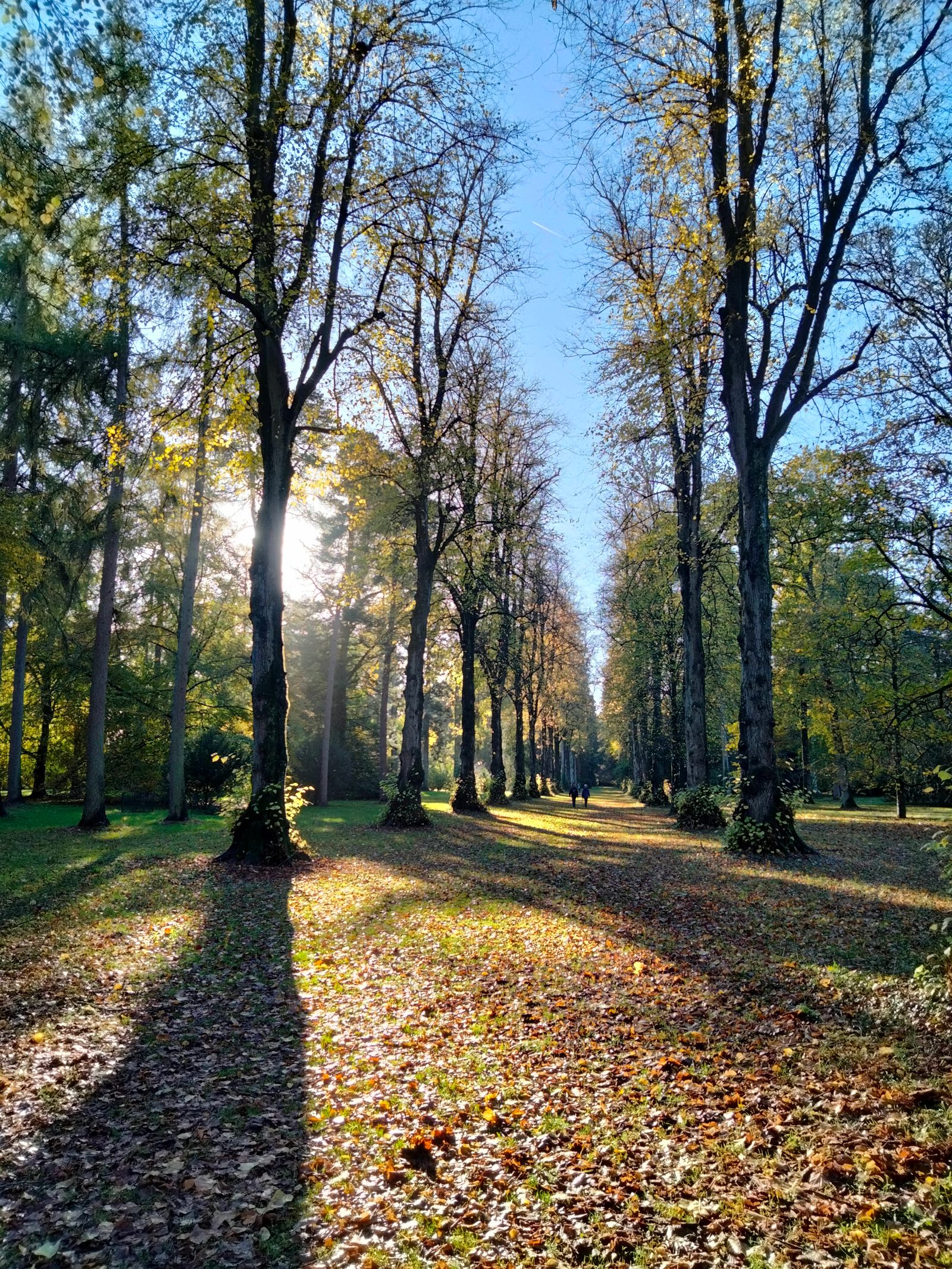A sunlit pathway in a park lined with tall trees. The sun's rays filter through the branches, casting long shadows on the leaf-covered ground. The trees, with sparse leaves, indicate a late autumn day under a clear blue sky.