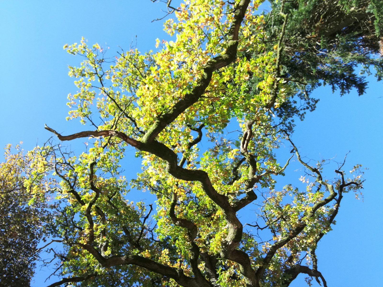 A view looking up at a large tree with gnarled and twisting branches. The tree's leaves are a mix of green and yellow, indicating a change of season. The sky in the background is clear and bright blue, and another tree partially frames the right side of the image.