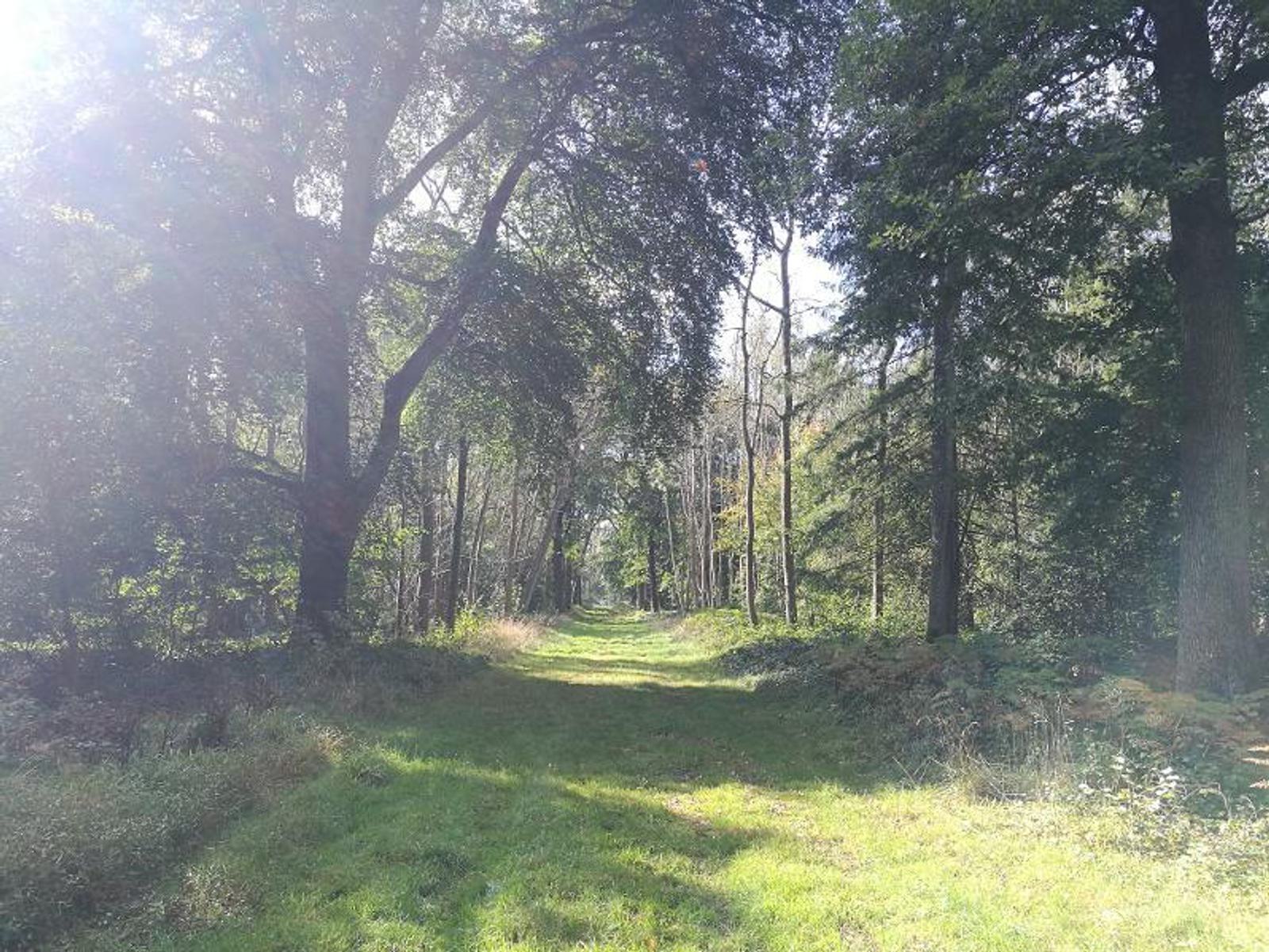 A sunlit forest path with grass and tall trees on either side. The sunlight filters through the leaves, casting dappled shadows on the trail. The scene conveys a peaceful, natural setting.