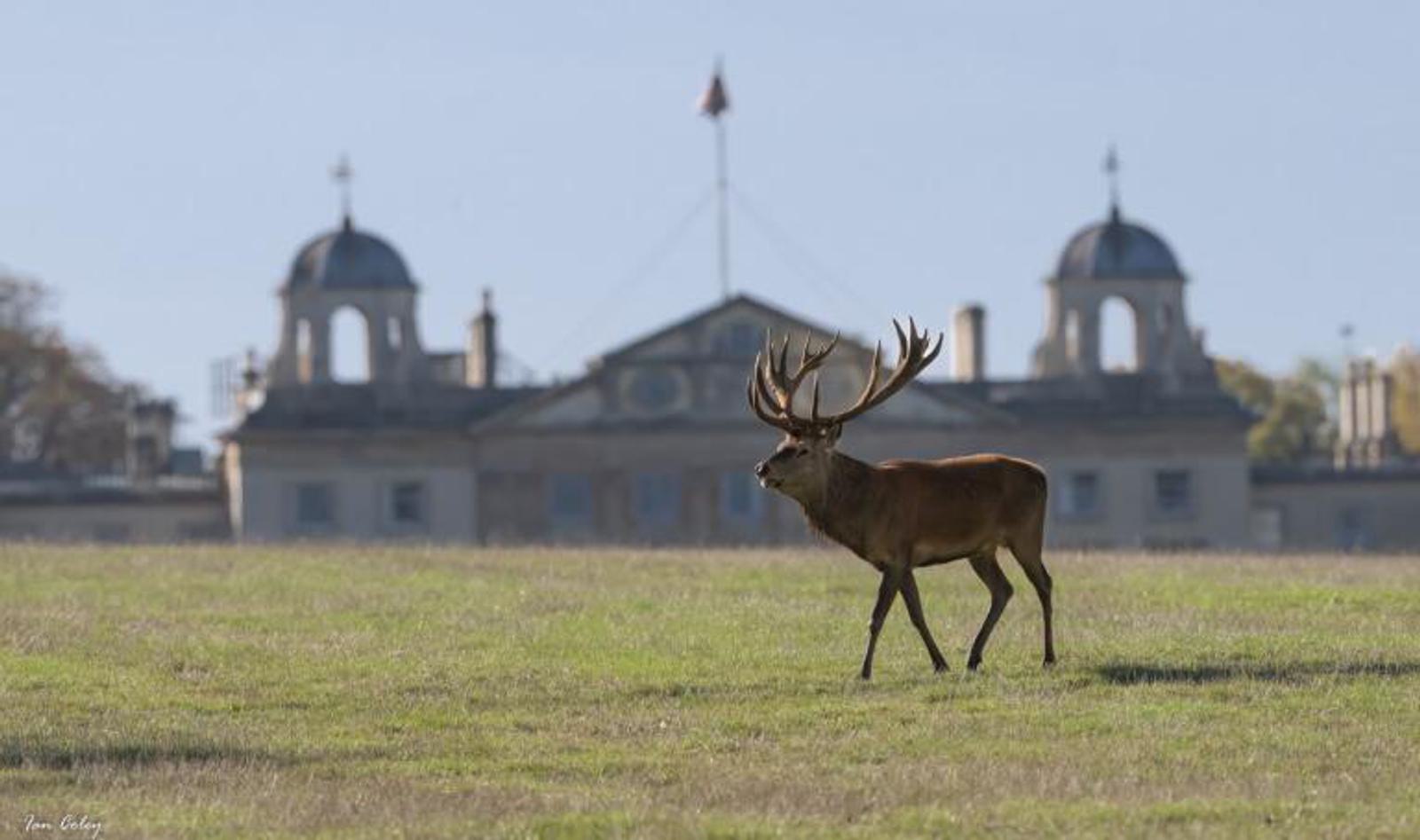 A majestic deer with large antlers stands in an open field. In the background, an elegant historic building with domes and a flag is visible under a clear blue sky.