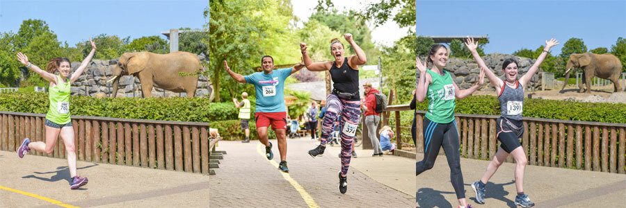 Three images showing runners in a race passing by elephants in an outdoor enclosure. The participants are smiling and raising their arms in excitement. They wear numbered bibs and athletic outfits. The background features greenery and a clear sky.
