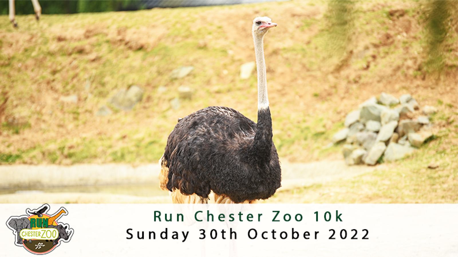 An ostrich stands on a grassy area near rocks. The image promotes the "Run Chester Zoo 10k" event scheduled for Sunday, October 30, 2022, with the event logo in the bottom left corner.