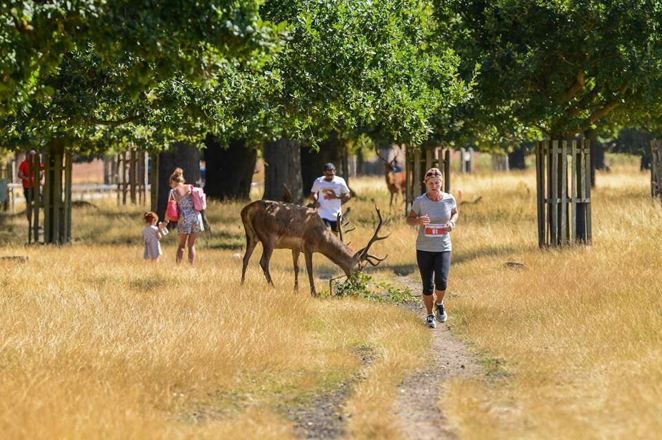 A woman jogs along a path through a grassy park, her jogging number visible on her shirt. Nearby, a deer grazes under the shade of a tree. Other people, including a child, are also in the background, enjoying the park.