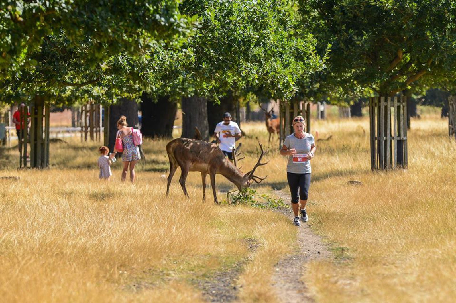 A woman jogs on a dirt path in a park, wearing a gray shirt and black leggings. A deer with antlers grazes nearby. In the background, other park visitors, including children in casual clothing, walk and observe the scene. Trees and tall grass surround the area.