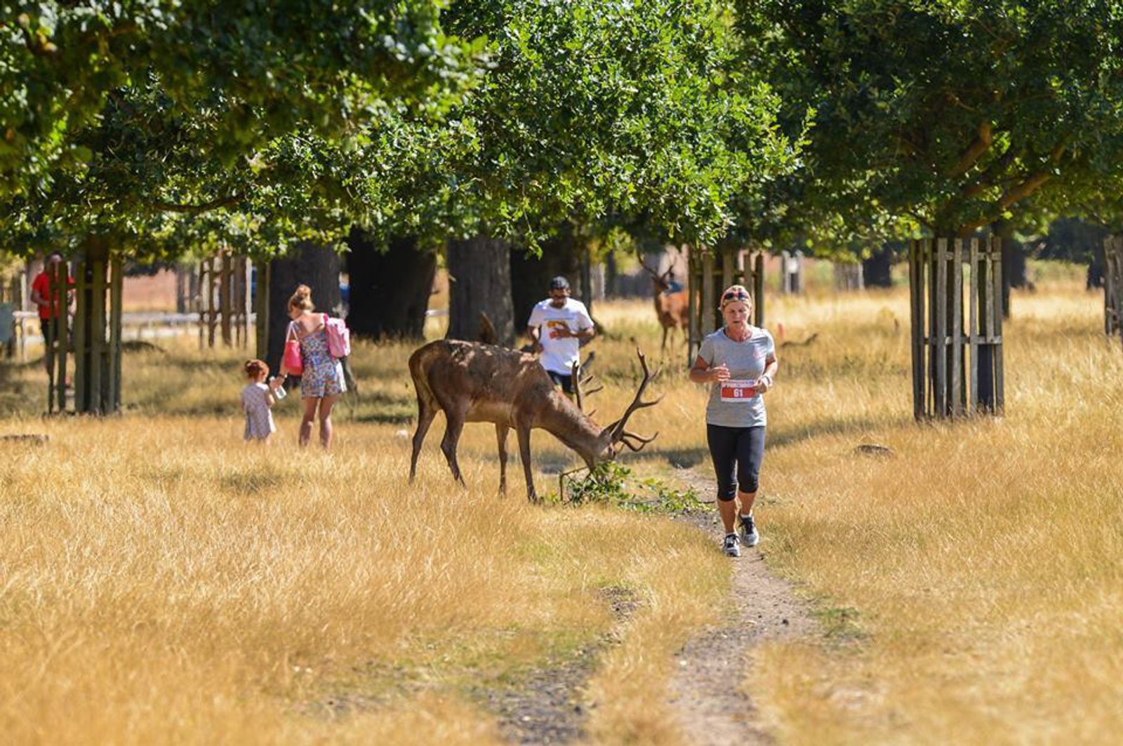 A woman jogs on a dirt path through a grassy park, passing by a deer grazing on the side. Trees line the path, casting shade. In the background, a family with children observes the scene, enjoying the sunny day.