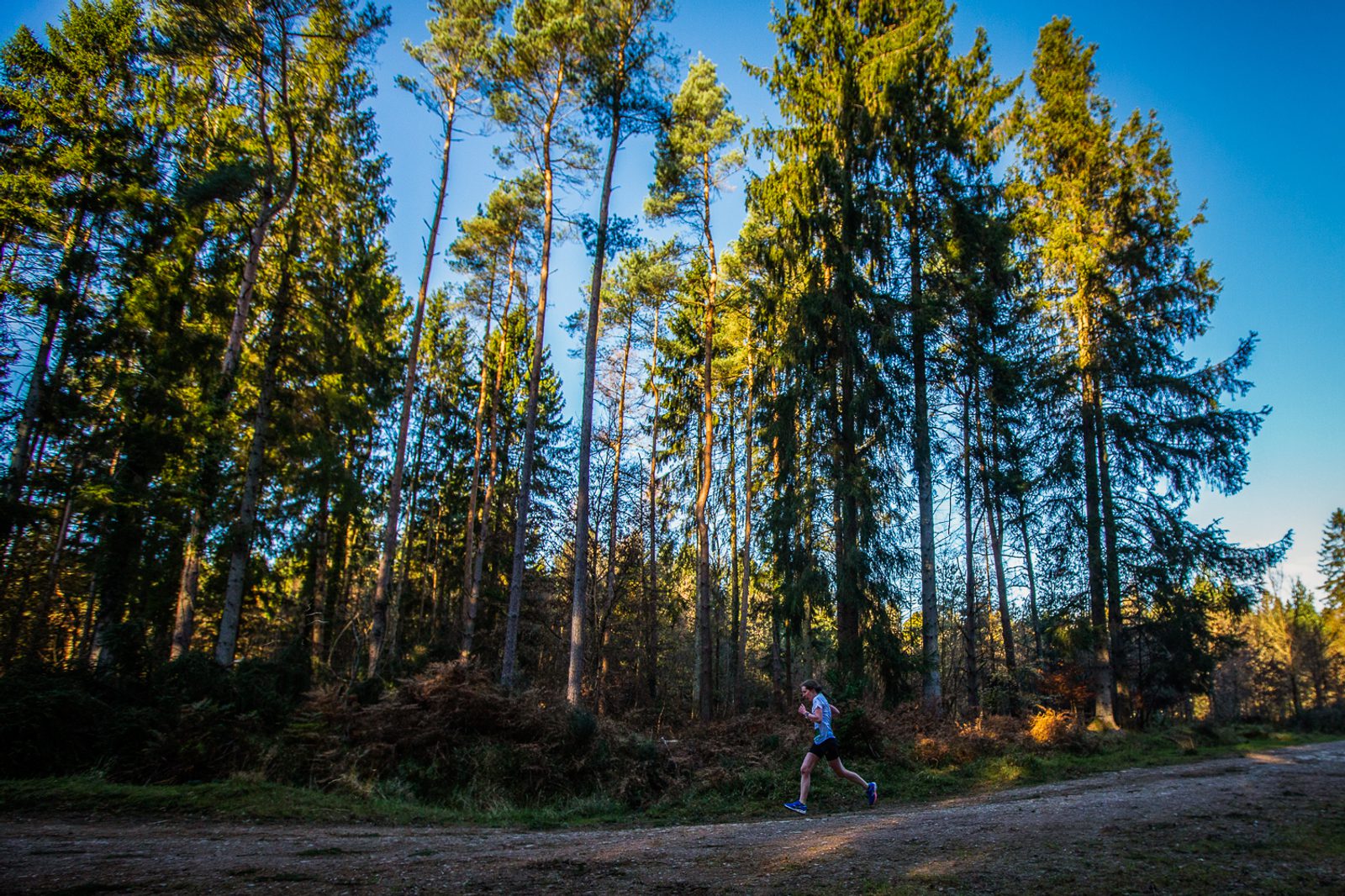 A person runs along a dirt path in a forest of tall pine trees under a clear blue sky, with sunlight streaming through the branches.
