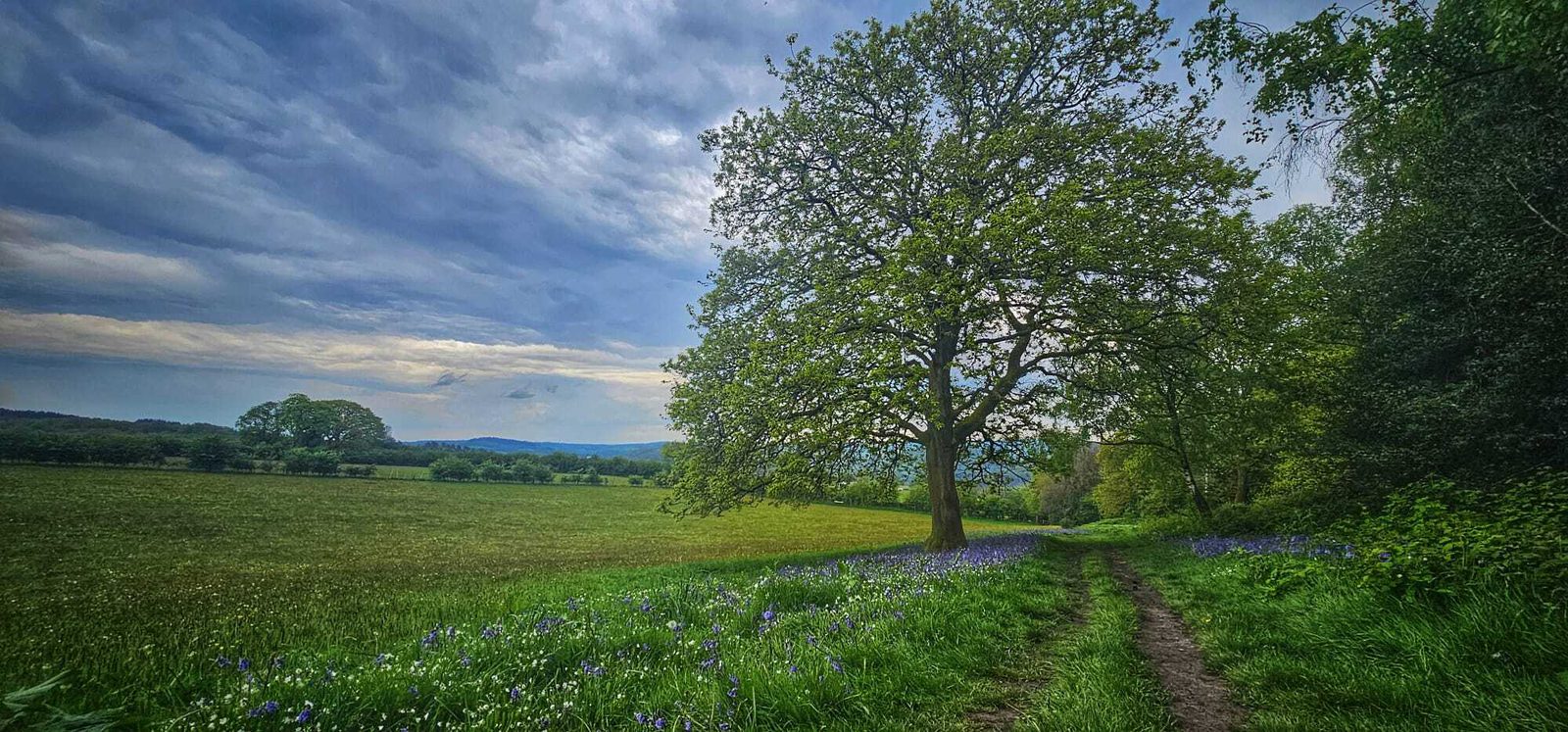 A dirt path runs alongside a large tree in a green field, bordered by wildflowers and grass, under a cloudy blue sky with distant hills in the background.