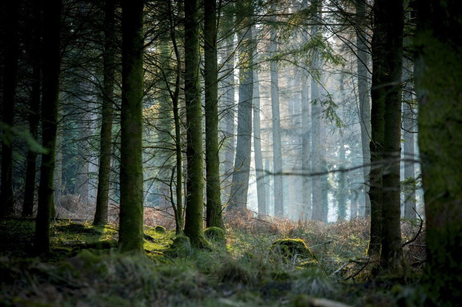 Sunlight filters through tall, dense trees in a forest, illuminating patches of mossy ground and creating a tranquil, misty atmosphere among the green foliage and tree trunks.