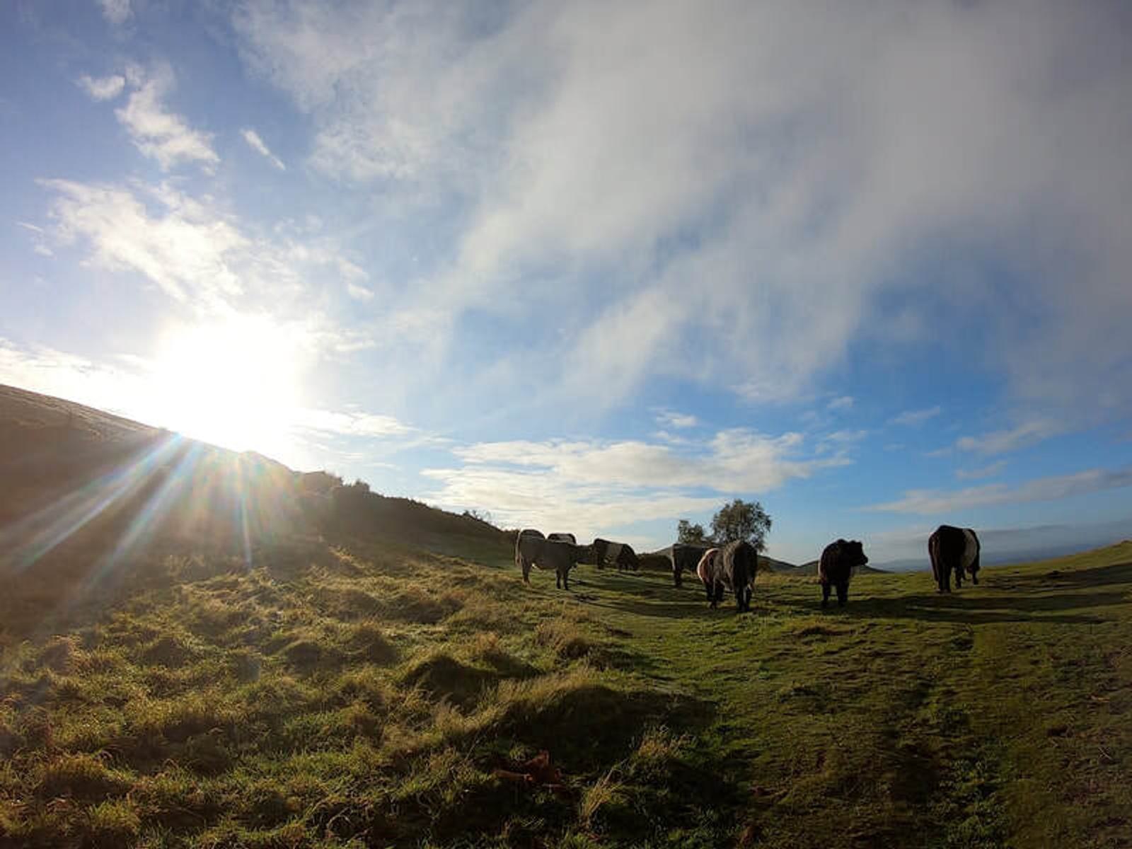 A group of cows grazing on a grassy hillside under a bright blue sky with scattered clouds. The sun is shining from the left, casting a gentle light across the landscape.
