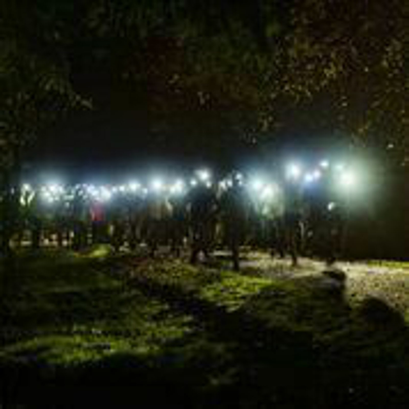 A group of people walking on a path in the dark, illuminated by numerous headlamps or flashlights. Trees and foliage are visible in the foreground and background, with the light creating a stark contrast against the night.