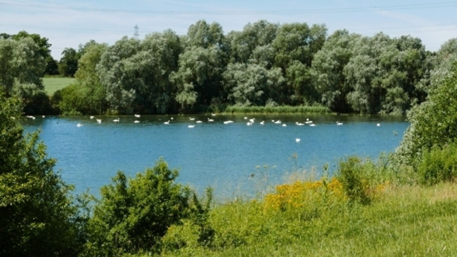 A serene lake is surrounded by lush greenery and trees. Numerous white birds are floating on the calm water. The sky above is clear, creating a peaceful and picturesque natural scene.