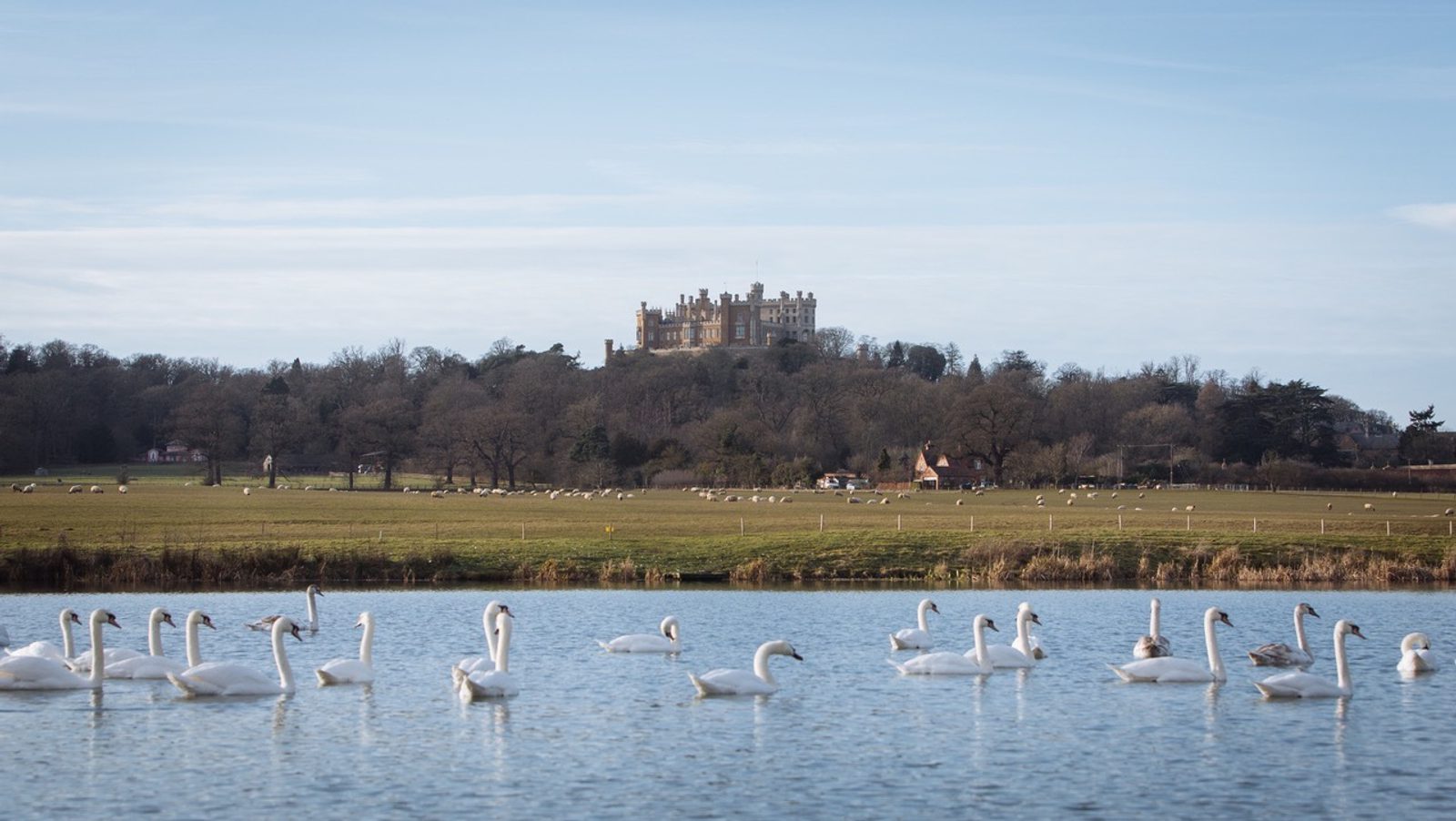 A serene landscape featuring a large castle atop a hill surrounded by trees in the background. In the foreground, numerous swans gracefully swim in a calm body of water. The sky is clear and blue, casting a tranquil atmosphere over the scene.