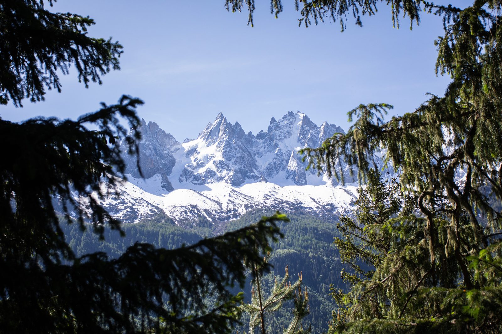 A view of snow-capped mountains framed by evergreen tree branches. The sky above is clear and blue, highlighting the sharp, rugged peaks. The foreground is filled with dark green foliage, creating a natural border around the serene, mountainous scene.