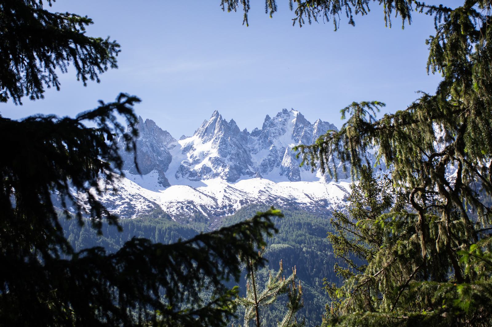 A scenic view of snow-capped mountain peaks framed by evergreen tree branches. The sky is clear and blue, providing a striking contrast to the white snow and dark green trees.