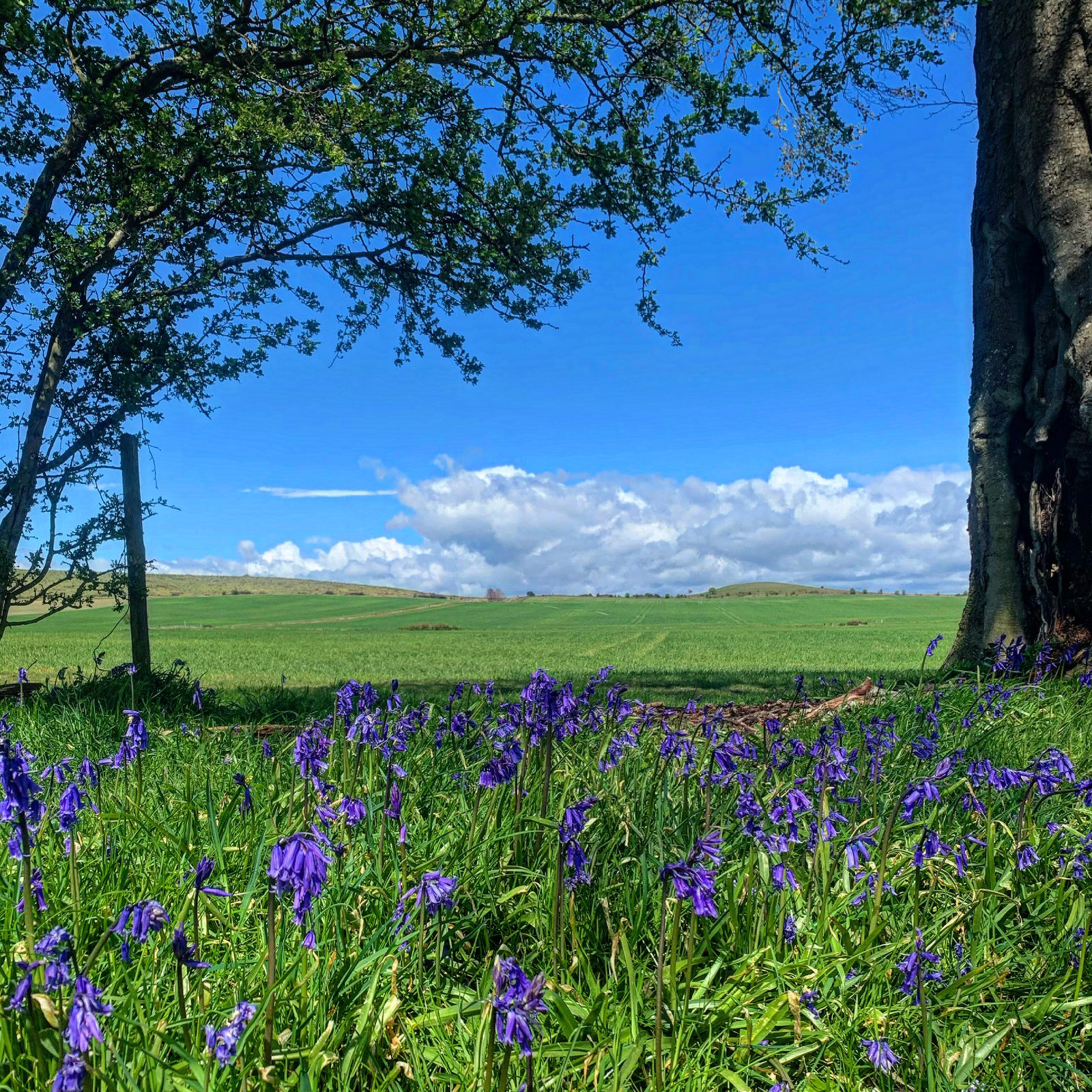 A serene meadow with vibrant green grass covered in blooming bluebells stretches to the horizon under a bright blue sky with scattered clouds. Trees frame the image on the sides, casting gentle shadows over the flowers.