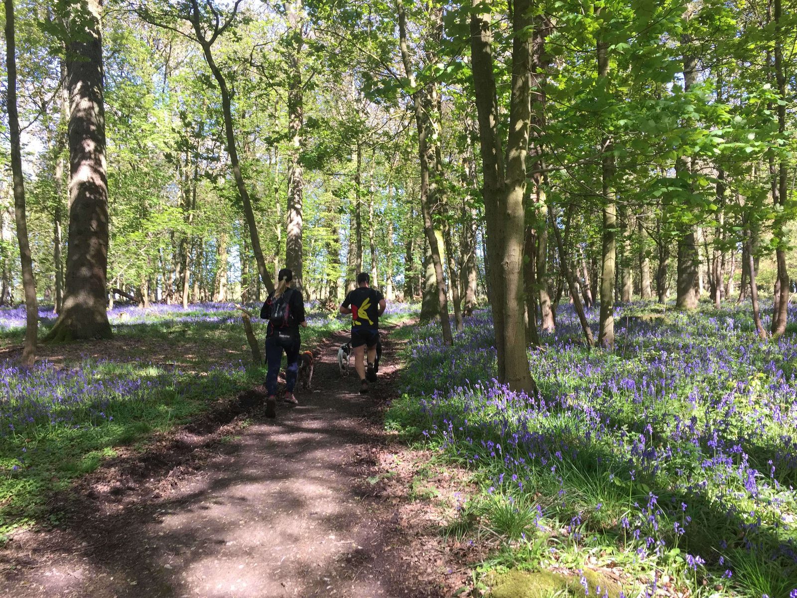 Two people jog along a dirt path through a forest filled with blooming bluebells. The trees are tall and leafy, casting dappled light on the ground. The scene is bright and lively, with a mix of sunlight and shade.