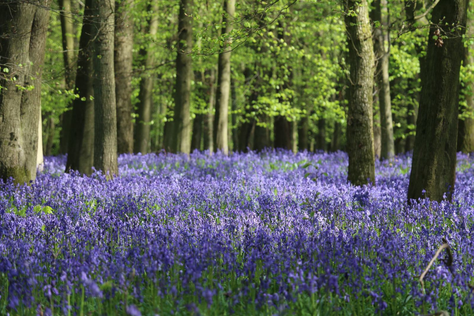 A serene woodland scene with tall trees and a vibrant carpet of bluebells covering the forest floor. Sunlight filters through the green foliage, illuminating the purple flowers and adding a peaceful, enchanted atmosphere to the landscape.