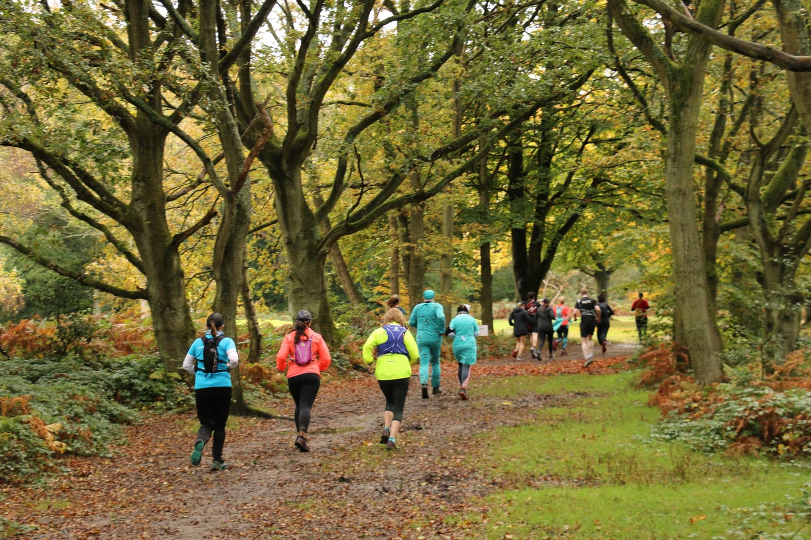 A group of people wearing athletic clothes are jogging and walking along a forest path. The trees overhead have green and yellow foliage, creating a canopy. The path is surrounded by grass and autumnal leaves, and the scene appears lively and vibrant.