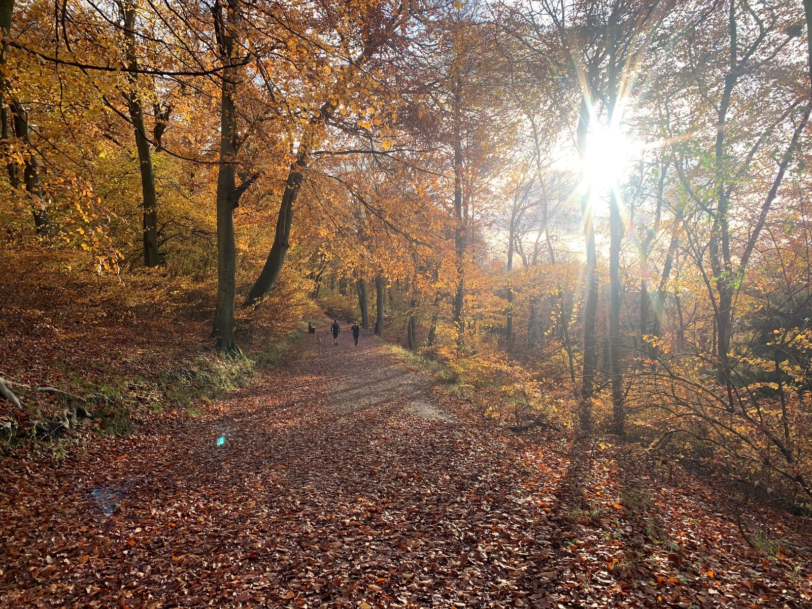 A sunlit forest path covered with fallen autumn leaves stretches ahead, flanked by trees with golden foliage. Three people are walking in the distance, enjoying the peaceful scenery and sunlight filtering through the trees.