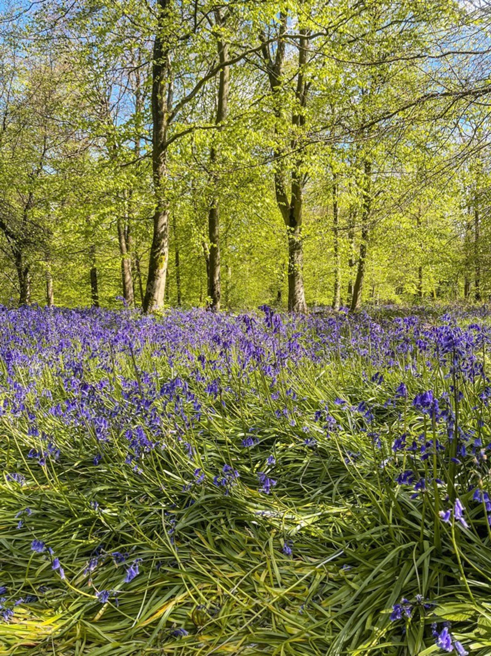 A lush forest with vibrant green trees and a field of blooming purple flowers under a clear blue sky. Sunlight filters through the leaves, highlighting the vivid colors of the flowers and the fresh greenery of the woodland.