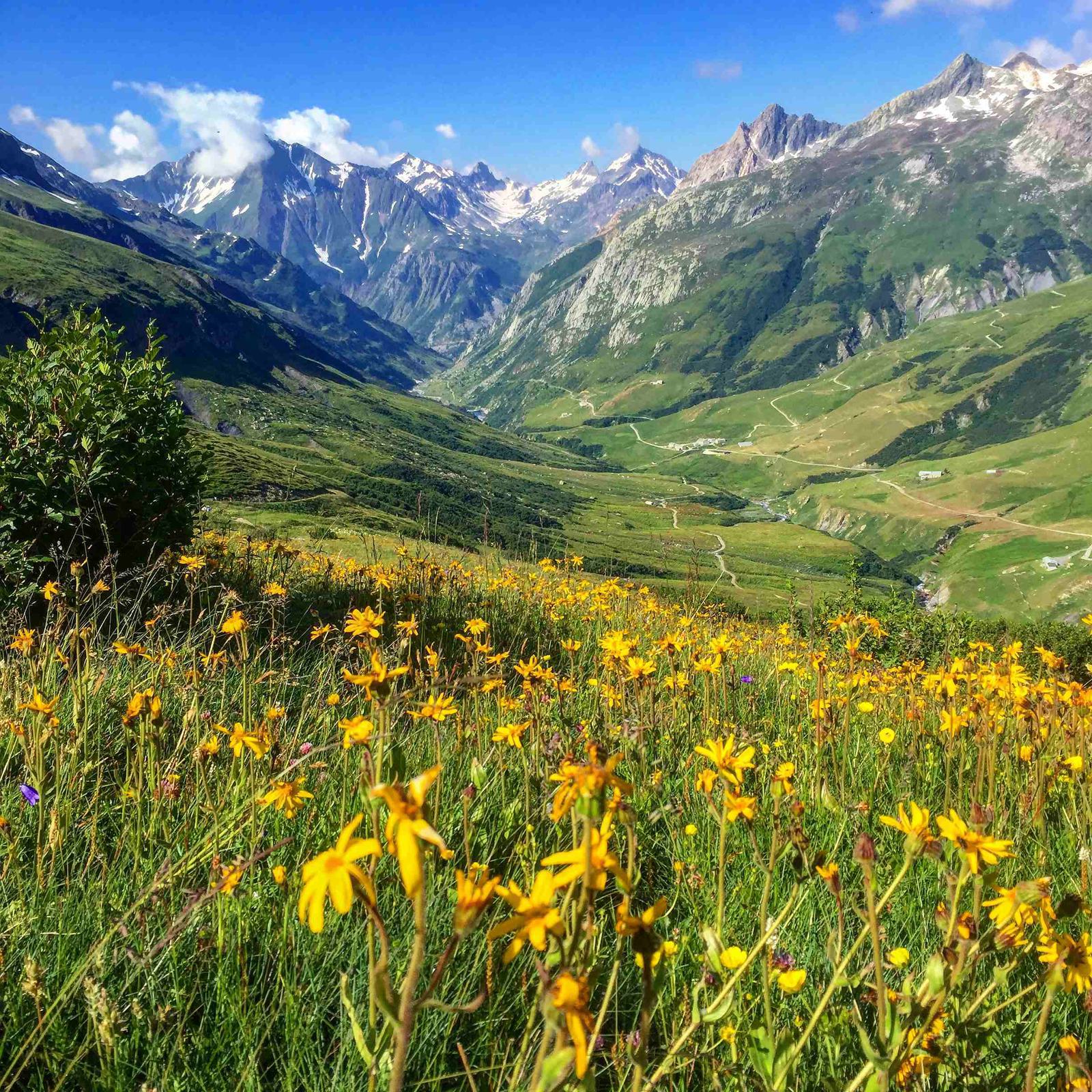 A picturesque valley with yellow wildflowers in the foreground, lush green hillsides, and snow-capped mountains under a bright blue sky with scattered clouds. A winding road snakes through the landscape, creating a serene and inviting scene.