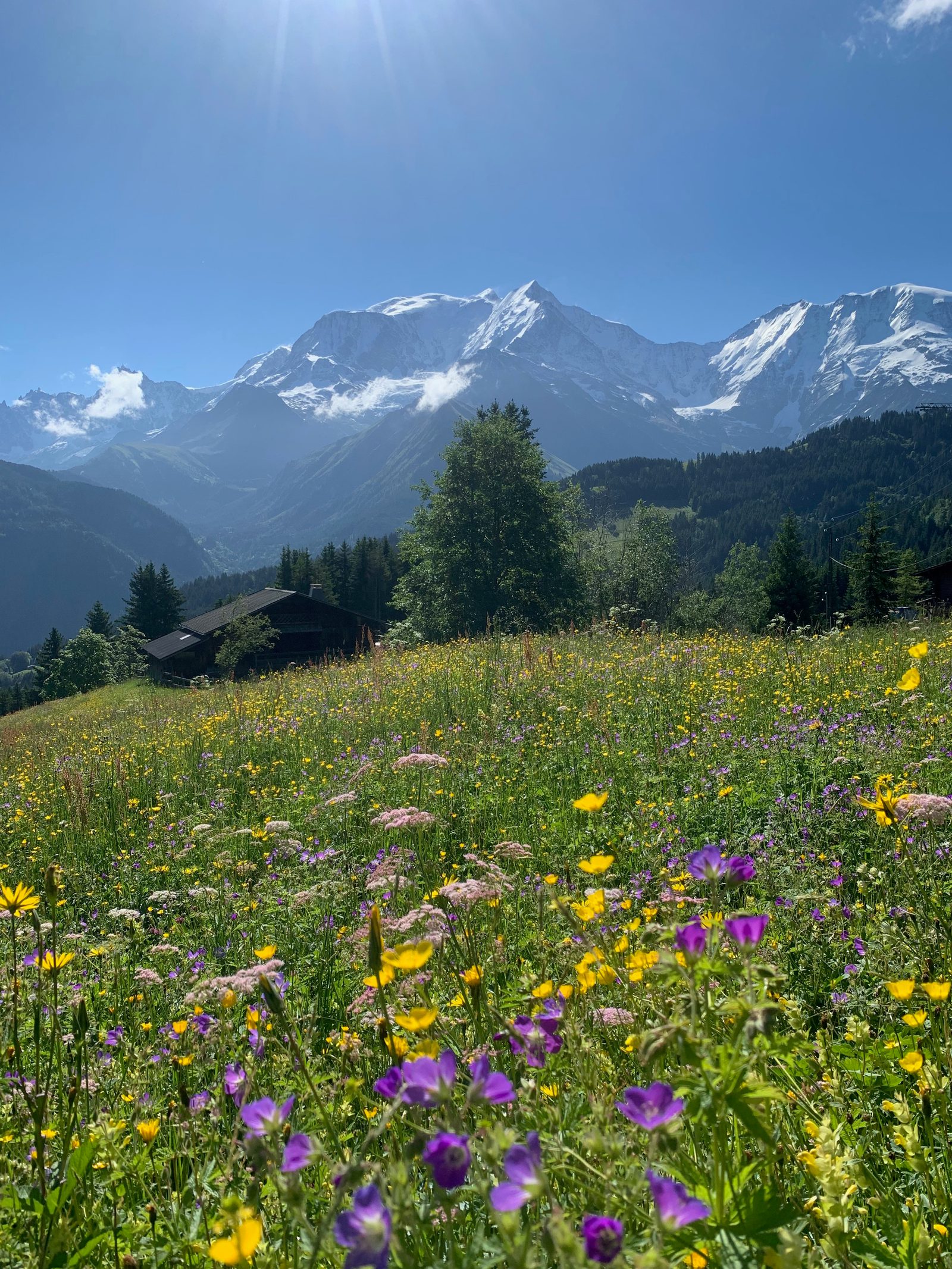 A scenic mountain landscape with a vibrant meadow of wildflowers in the foreground, featuring purple, yellow, and white blossoms. Snow-capped peaks and a clear blue sky provide a stunning backdrop, with a wooden cabin and green trees nestled in the hills.