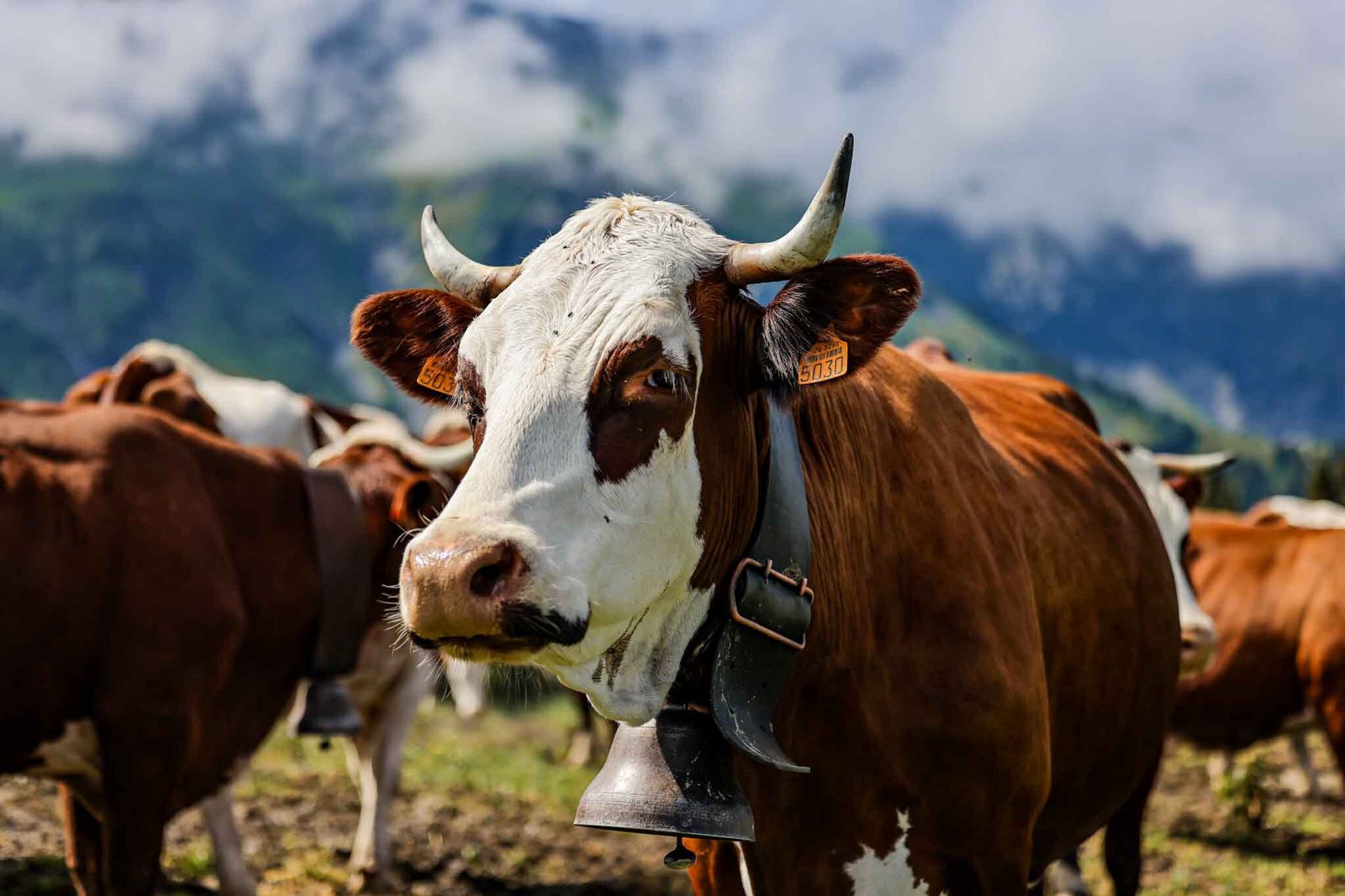 A brown and white cow with horns stands in the foreground facing the camera. The cow is wearing a bell around its neck. Other cows and a mountainous landscape with clouds are visible in the background.