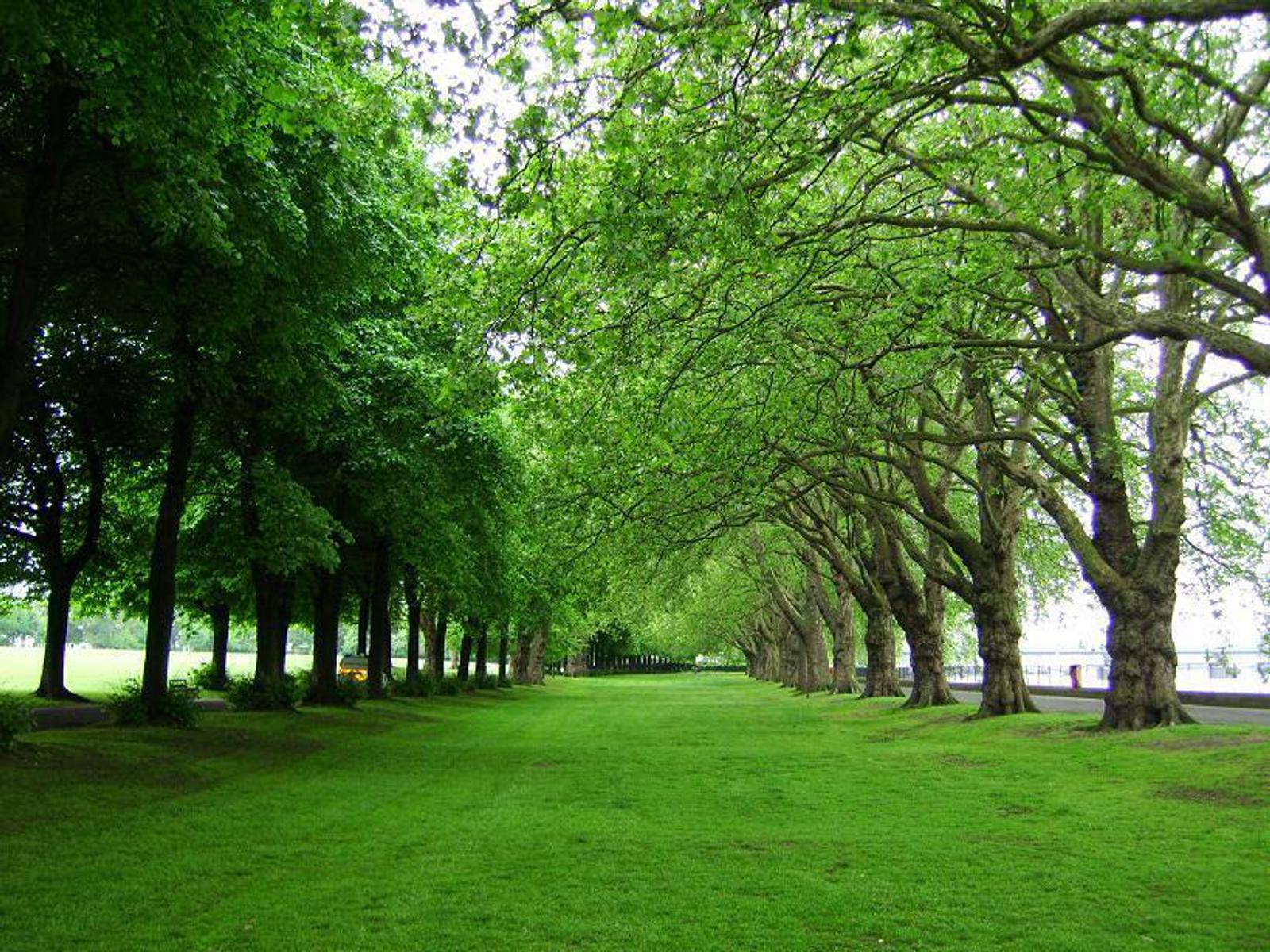 A park scene with a lush green lawn bordered by tall, leafy trees on both sides. The trees form a shaded canopy, and their branches stretch over the grass, creating a tunnel effect. Sunlight filters through the leaves, and the sky is partially visible.