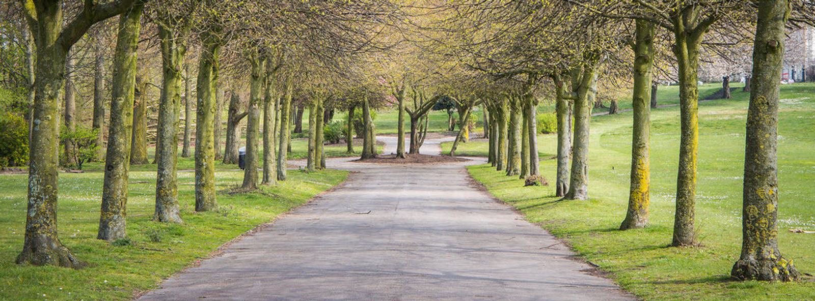 A tree-lined pathway in a park with bare-branched trees on either side. The path is surrounded by green grass, leading towards a gentle bend in the distance, creating a calm and inviting atmosphere.