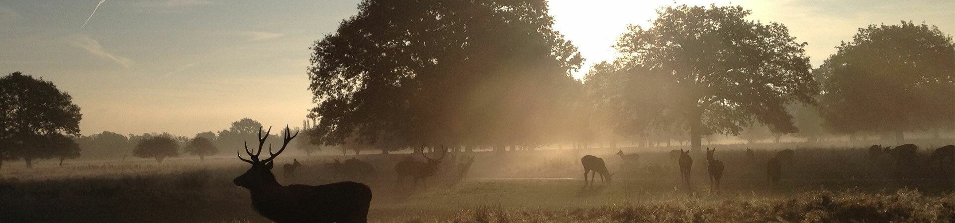 A serene early morning scene with deer grazing in a misty field. The sun is rising behind large trees, casting a soft warm light and long shadows. One prominent deer with antlers stands in the foreground, silhouetted against the mist and sunlight.