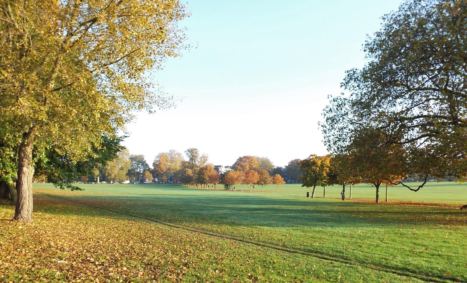 A serene park scene with a large grassy field, trees with autumn foliage, and fallen leaves on the ground. The trees are a mix of green and yellow, with a clear blue sky above. People are visible in the distance, enjoying the open space.