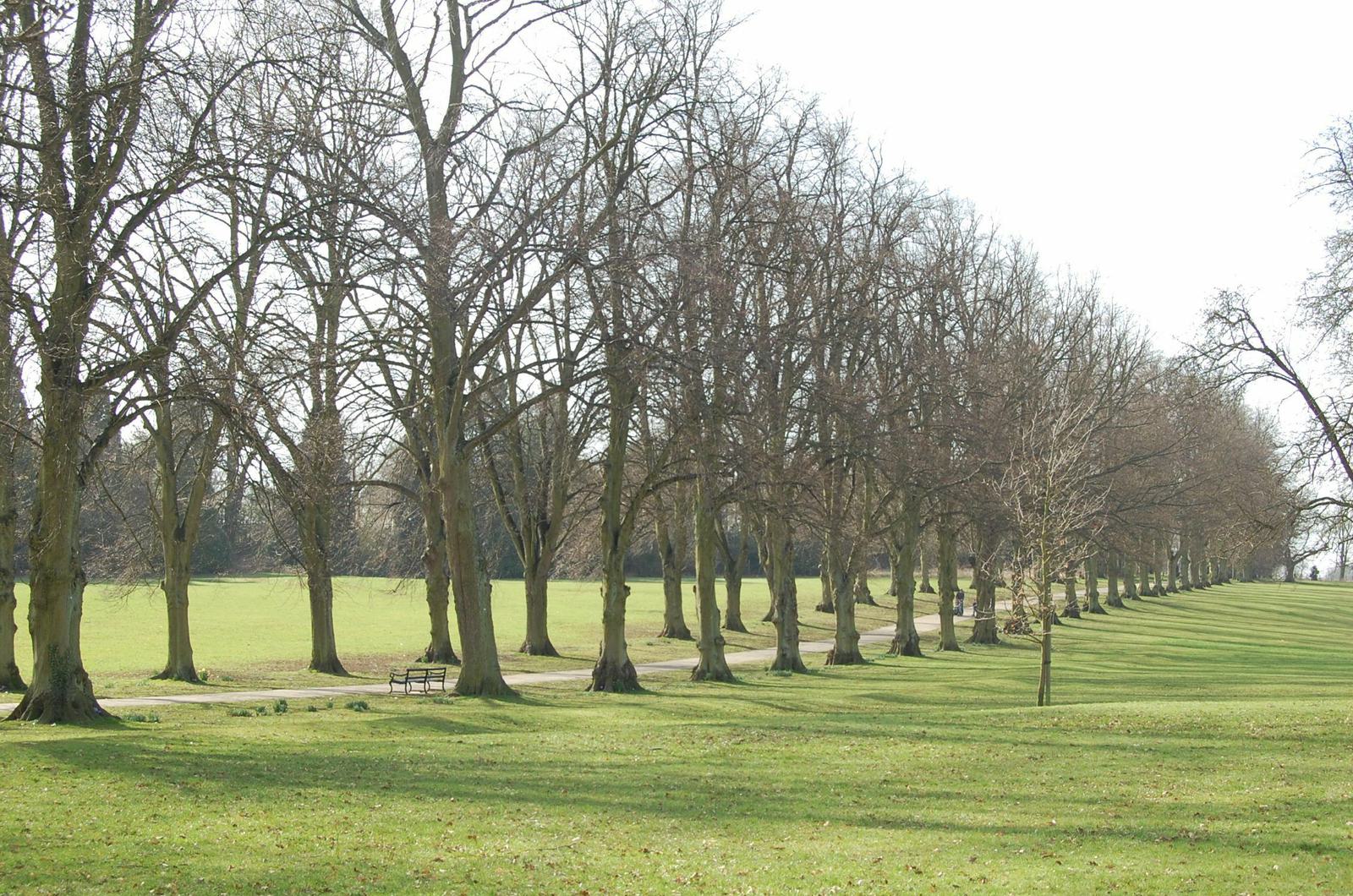 A row of leafless trees lines a path in a large, open grassy park. A wooden bench sits along the path on the left side of the image. It is a sunny day with a clear sky, and the shadows of the trees stretch across the grass.