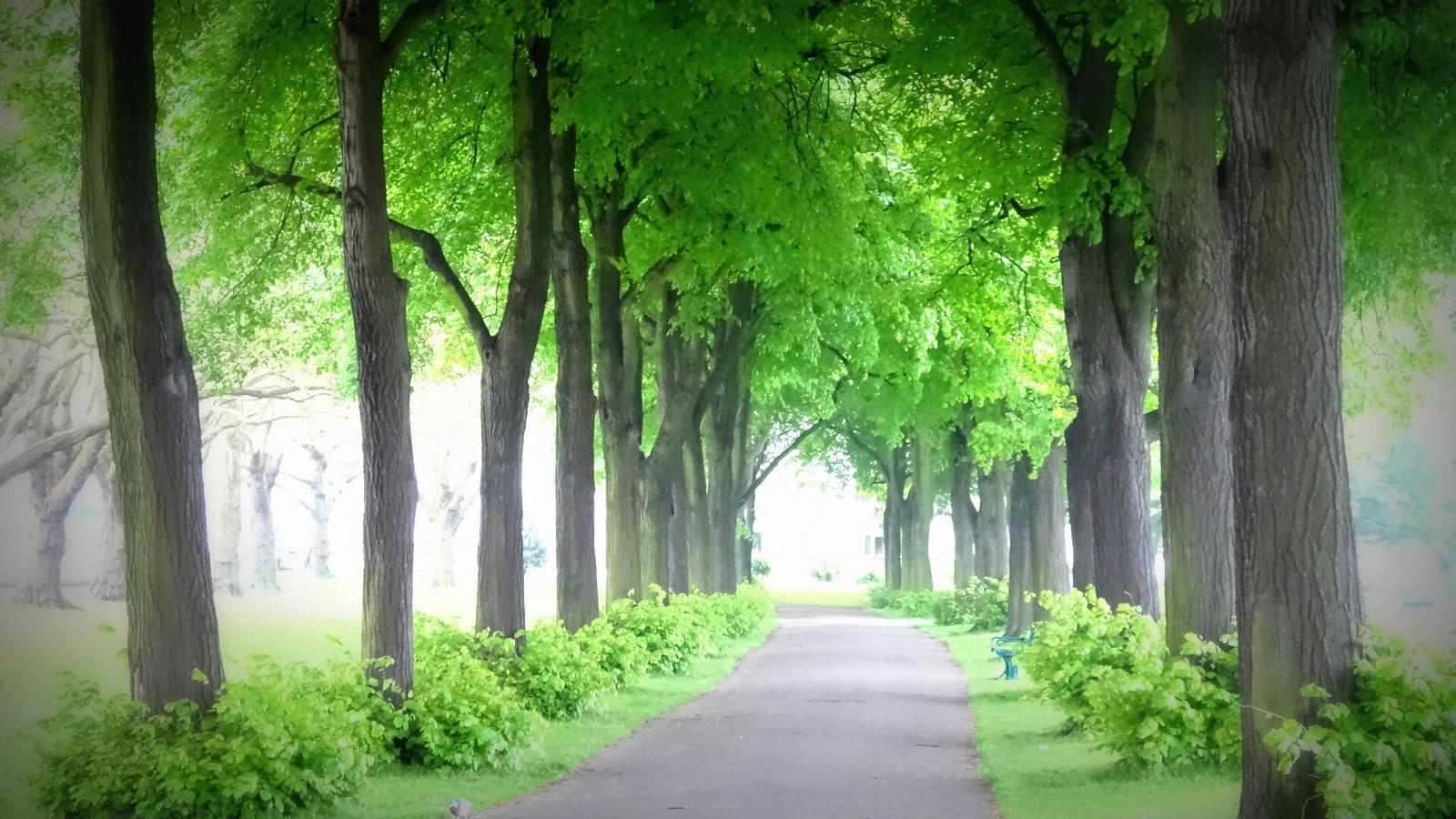 A serene pathway lined with tall trees and lush green foliage. The shaded path, surrounded by neatly trimmed bushes, leads into the distance, creating a peaceful and inviting atmosphere. Soft light filters through the leaves, enhancing the tranquil scene.
