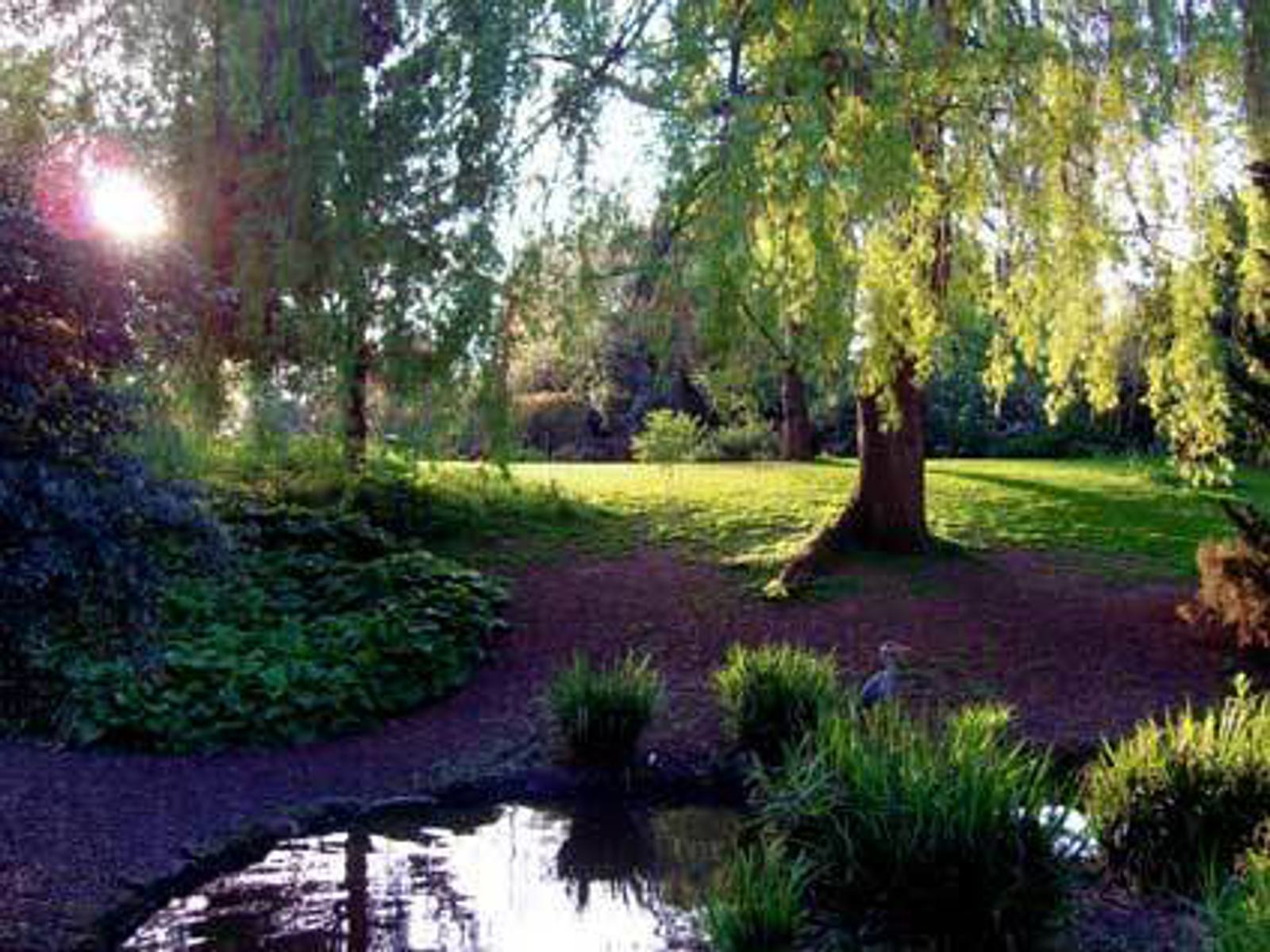 A tranquil park scene with sunlight filtering through tall trees. A pond with lush greenery lines the edges in the foreground, while a grassy area under a large tree is bathed in dappled sunlight in the background.