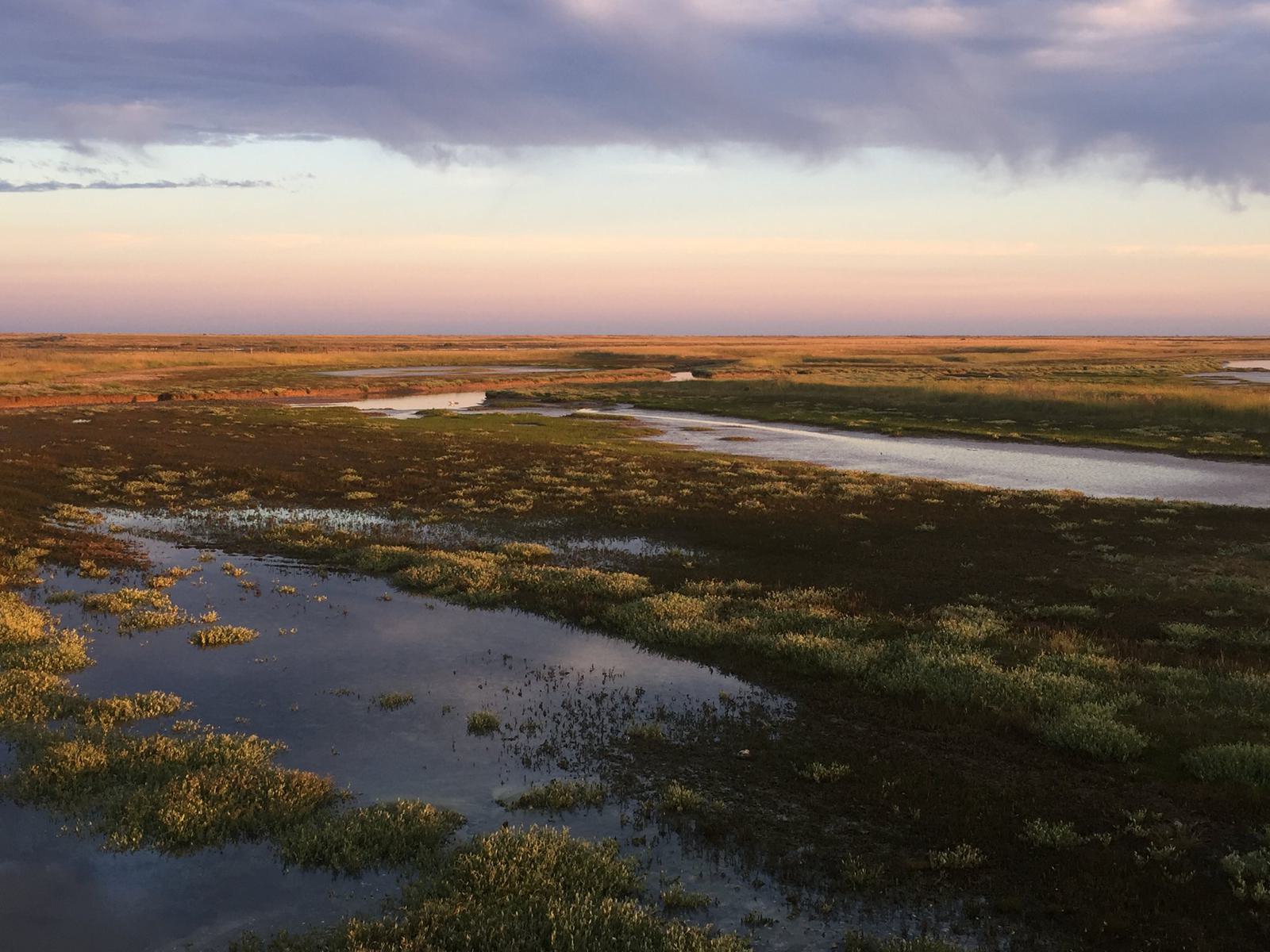 A scenic view of a grassy wetland during sunset. The sky is partly cloudy, casting a warm, golden light over the expansive marshland, with patches of water reflecting the sky. The horizon stretches into the distance.