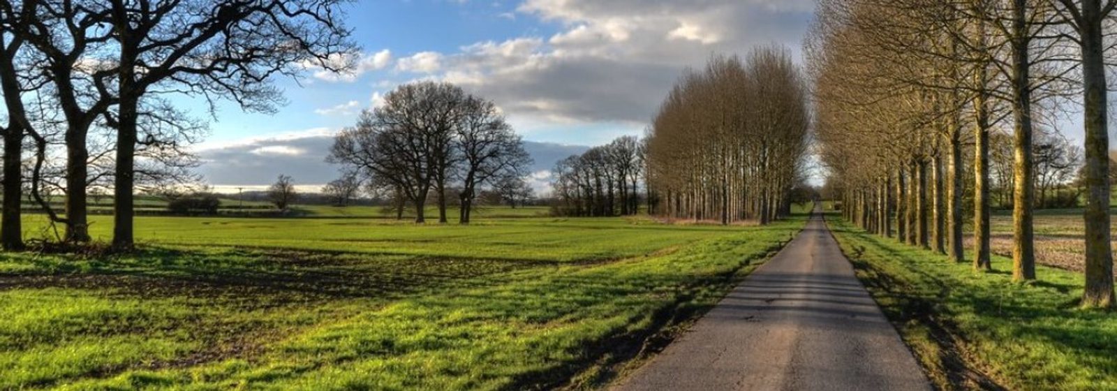 A narrow rural road flanked by tall, leafless trees stretches into the distance. The road is surrounded by green fields and scattered trees under a partly cloudy sky, with sunlight casting shadows and highlights across the landscape.