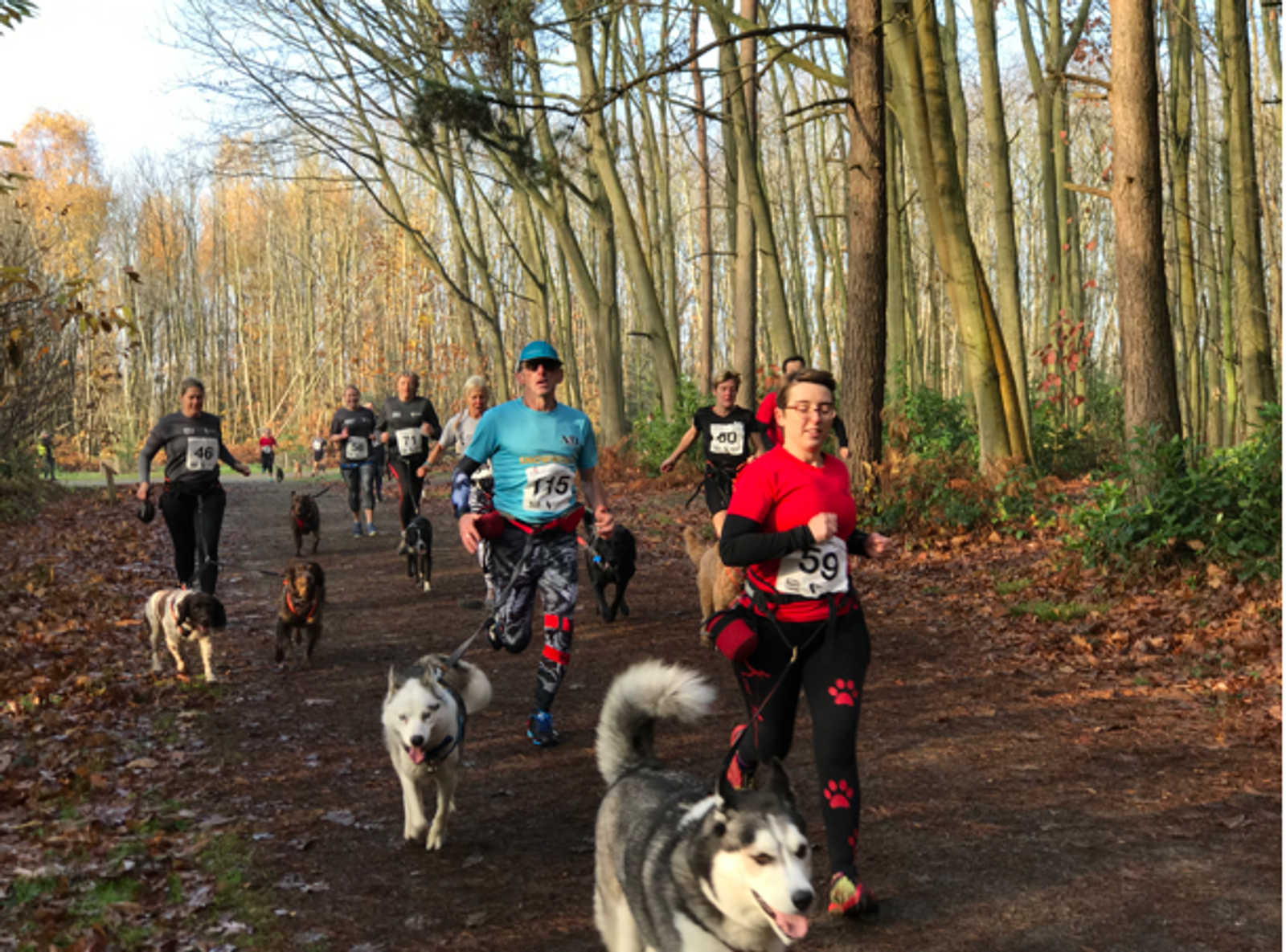 A group of people running on a forest trail with their dogs. The runners are spread out along the path, wearing athletic gear and race numbers. Many dogs, including huskies, are visible running alongside their owners. The trail is surrounded by tall trees.