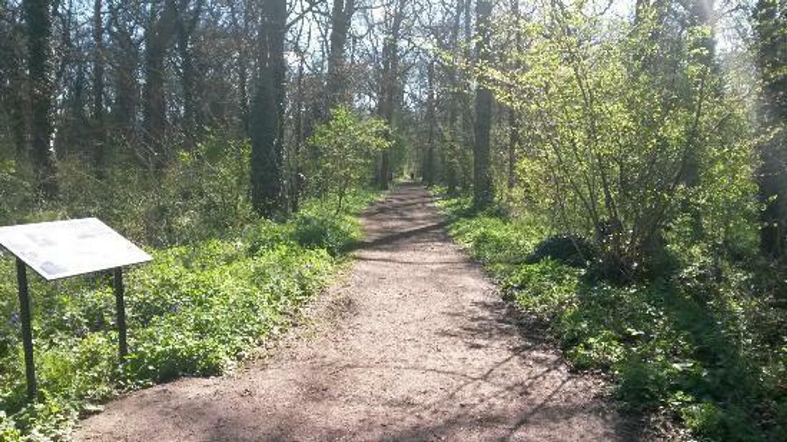A sunlit dirt path in a forest with dense green foliage and tall trees on both sides. A sign with an unreadable plaque stands to the left of the path. Bright sunlight casts shadows on the ground.