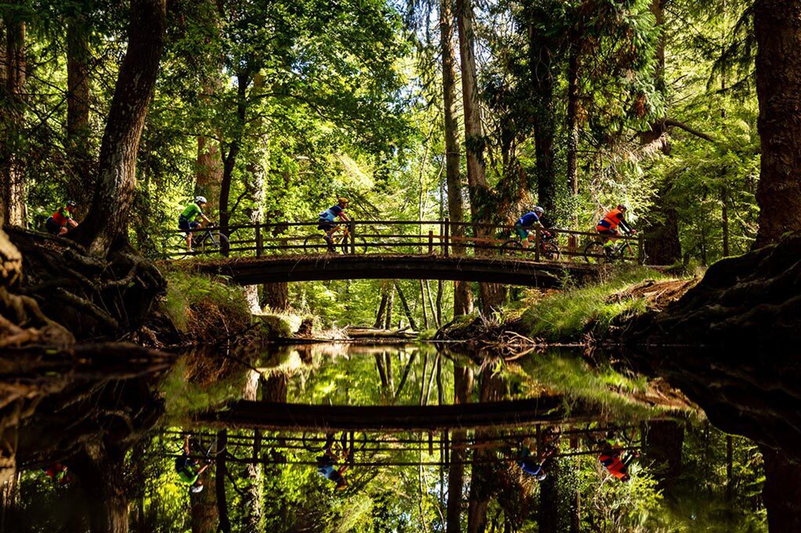 Cyclists ride across a wooden bridge in a dense forest. The lush green trees and foliage reflect vividly in the calm water below, creating a mirror-like effect. Sunlight filters through the canopy, casting dappled light on the scene.