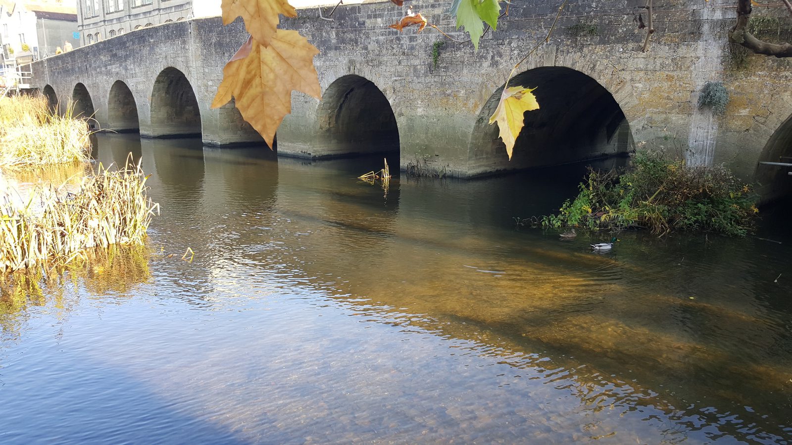 A stone bridge with multiple arches spans over a calm, shallow river. Autumn leaves hang in the foreground, partially obscuring the view. The riverbank has reeds and tall grasses on the left side, with reflections visible in the water.