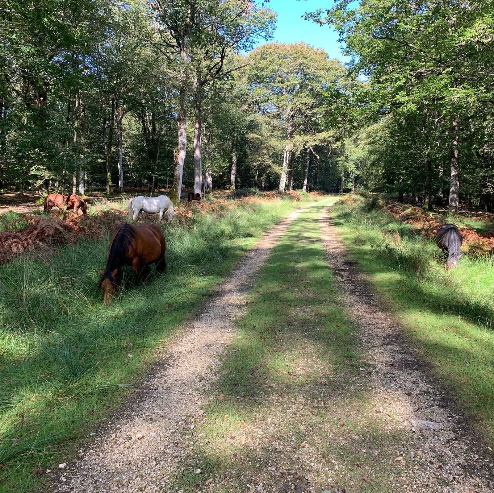 A dirt path in a lush forest with several horses grazing on the grassy areas beside the trail. Sunlight filters through the trees, casting dappled shadows on the ground.