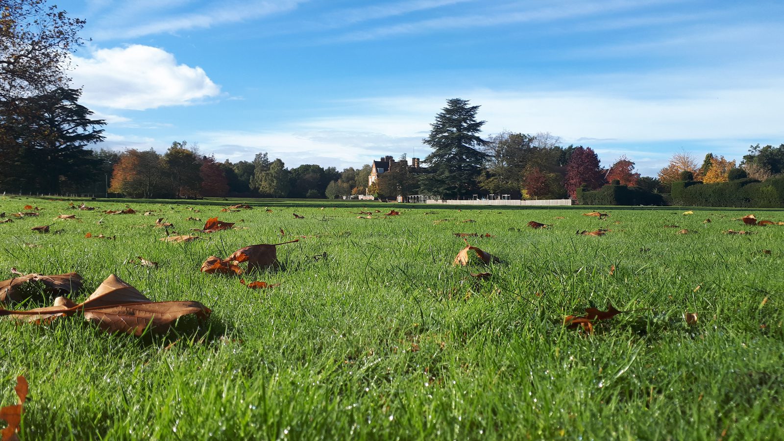 A wide expanse of green grass with scattered fallen autumn leaves. In the distance, there are tall trees with colorful foliage and a large historic building partially obscured by the trees. The sky above is blue with wispy white clouds.