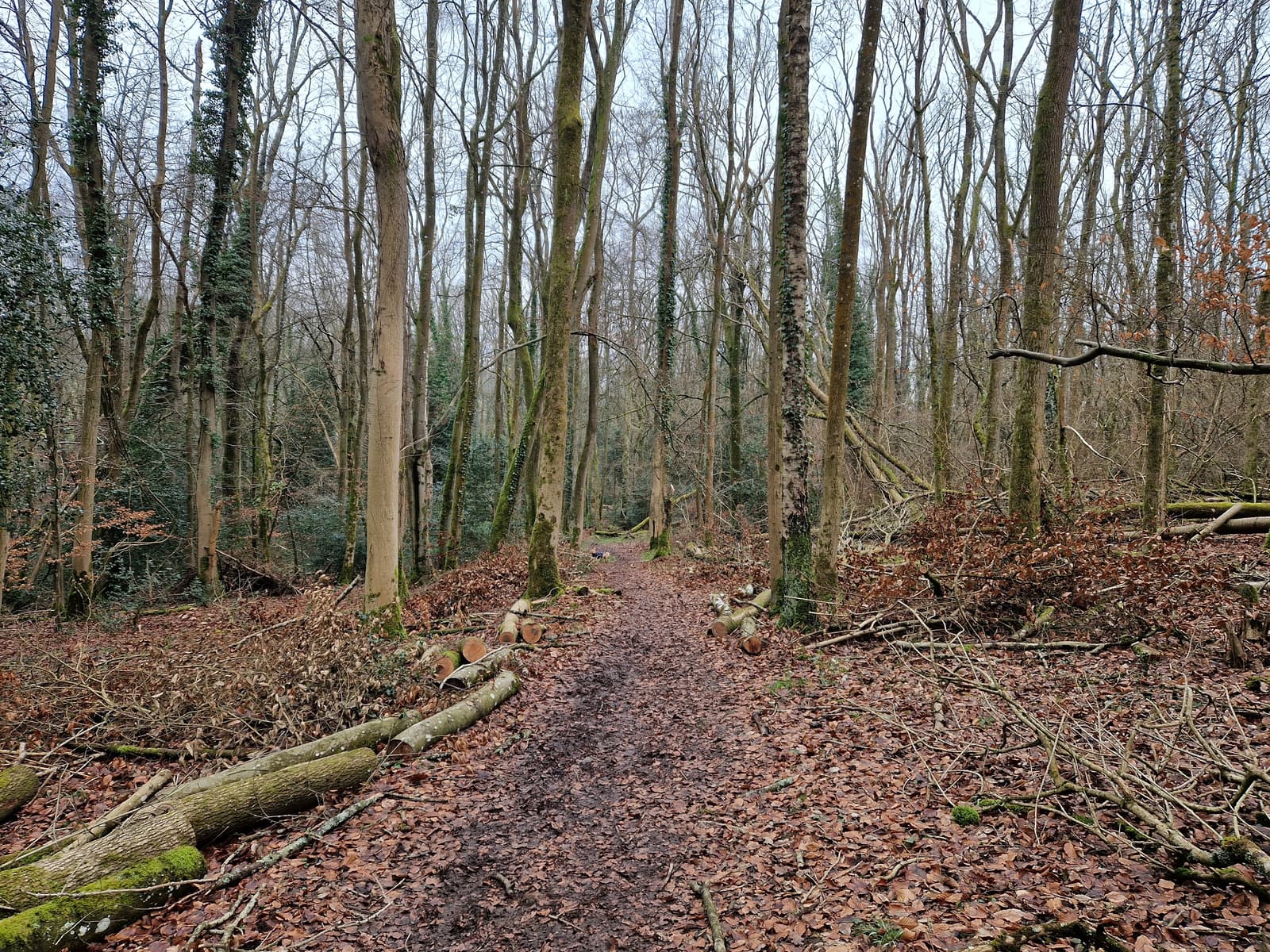 A muddy path winds through a dense, leafless forest with fallen branches and logs on the ground. Brown leaves cover the forest floor, and the trees are tall and thin, with overcast skies above.