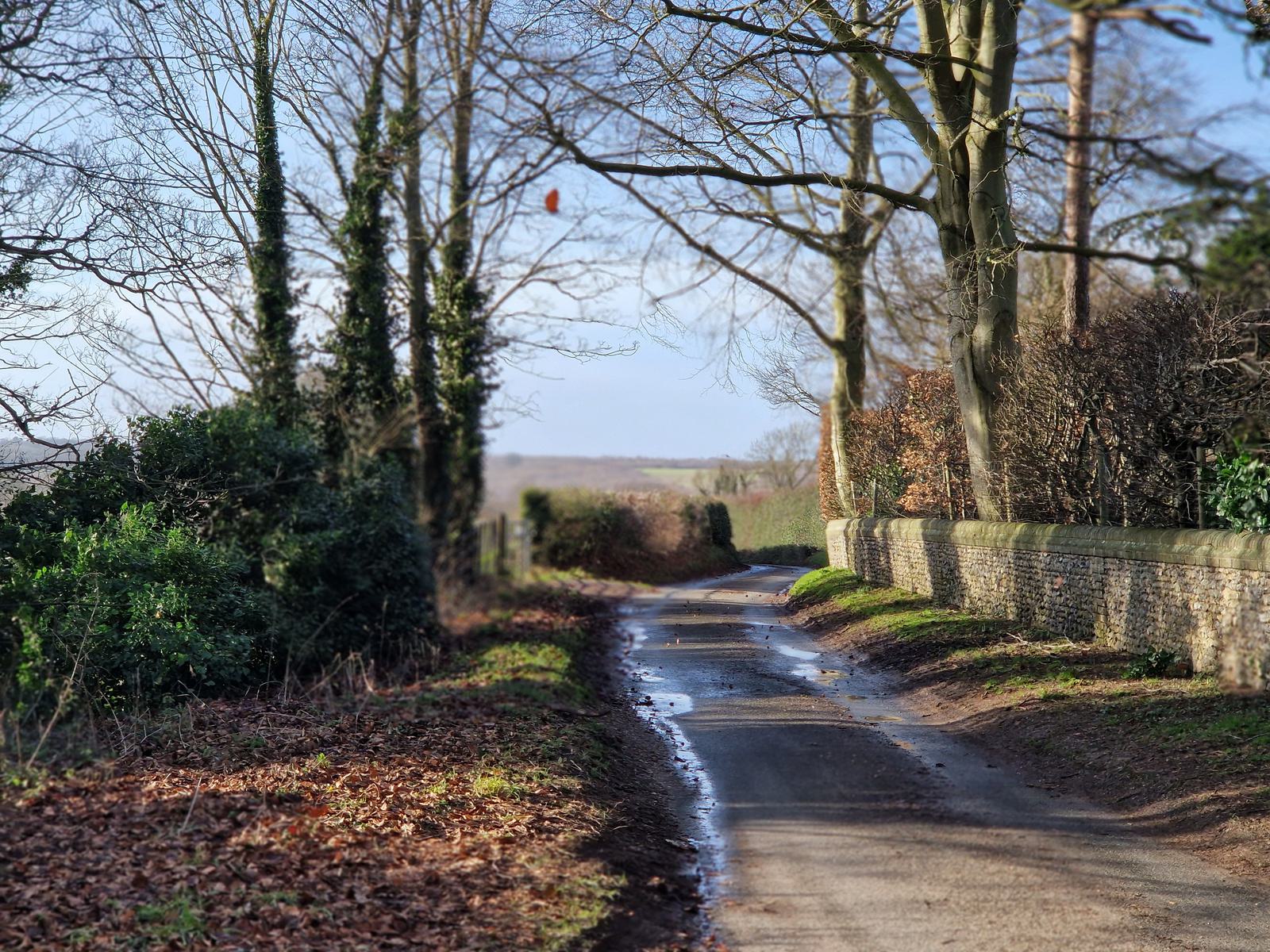 Narrow country road lined with tall, bare trees and a stone wall on one side. Patches of sunlight and shadows create a dappled effect. The road is slightly wet, and brown leaves scatter the ground on the sides. Sky is clear and blue.